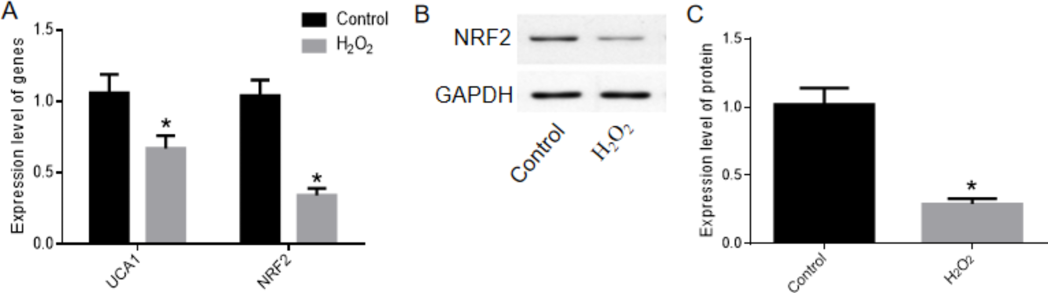 LncRNA UCA1 enhances NRF2 expression through the mA pathway to mitigate oxidative stress and ferroptosis in aging cardiomyocytes