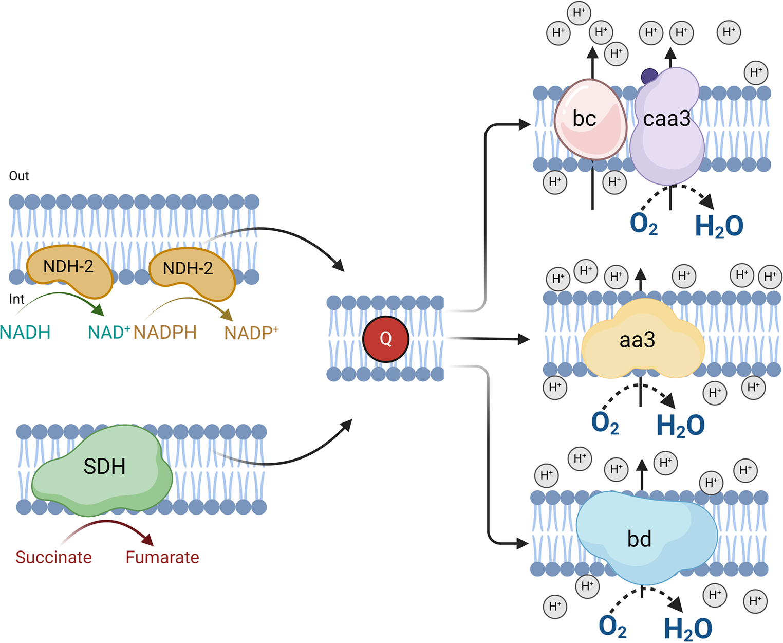 Modifications of the respiratory chain of  as an alkalophilic and cyanide-degrading microorganism