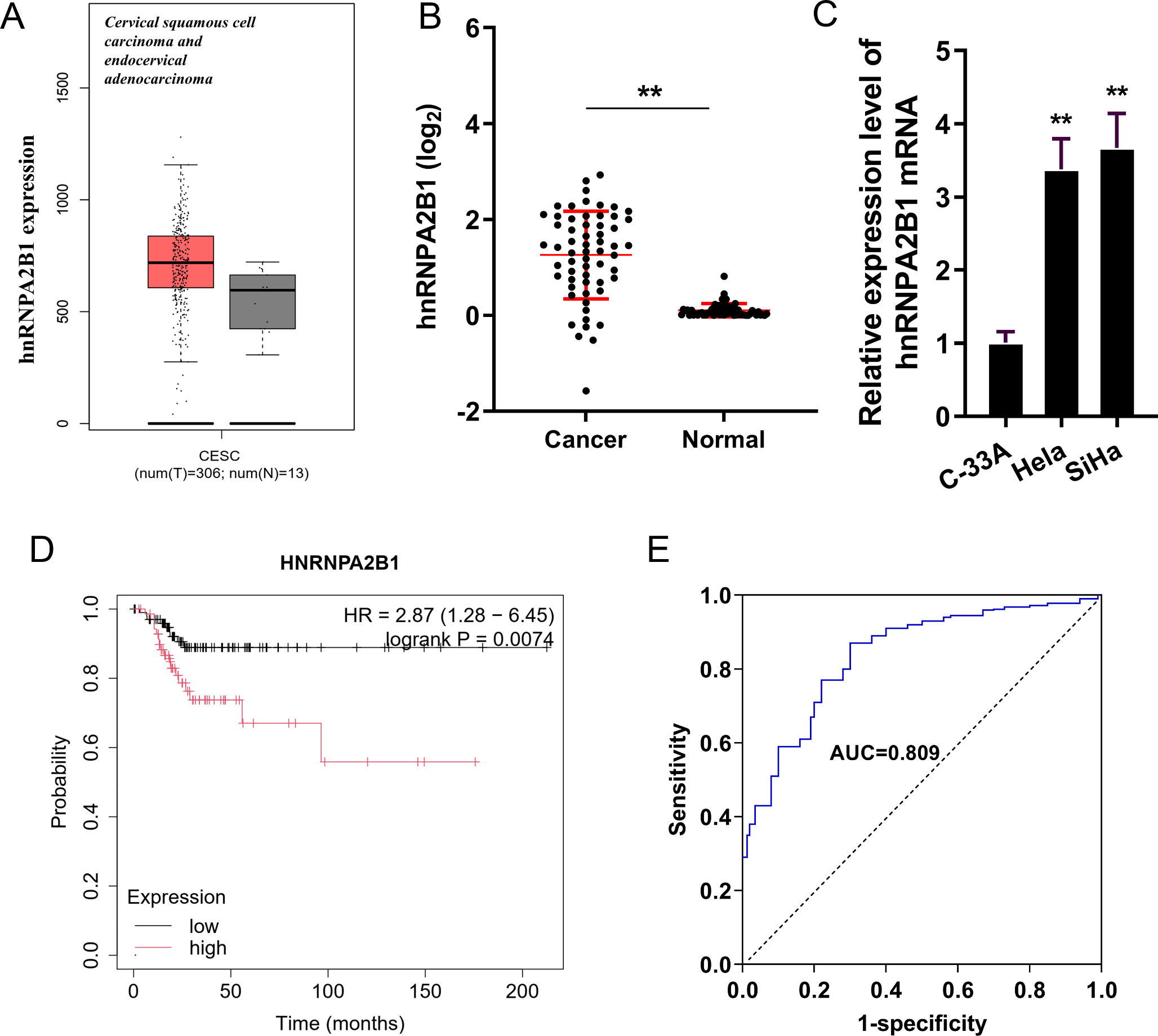 N-methyladenosine (mA) reader HNRNPA2B1 accelerates the cervical cancer cells aerobic glycolysis