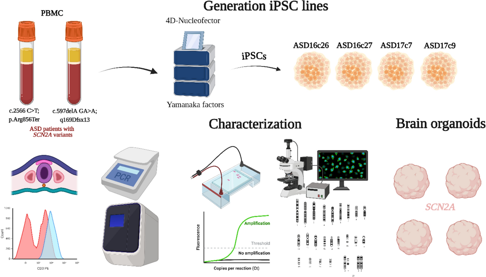 Generation and characterization of human-induced pluripotent stem cell lines from patients with autism spectrum disorder and  variants