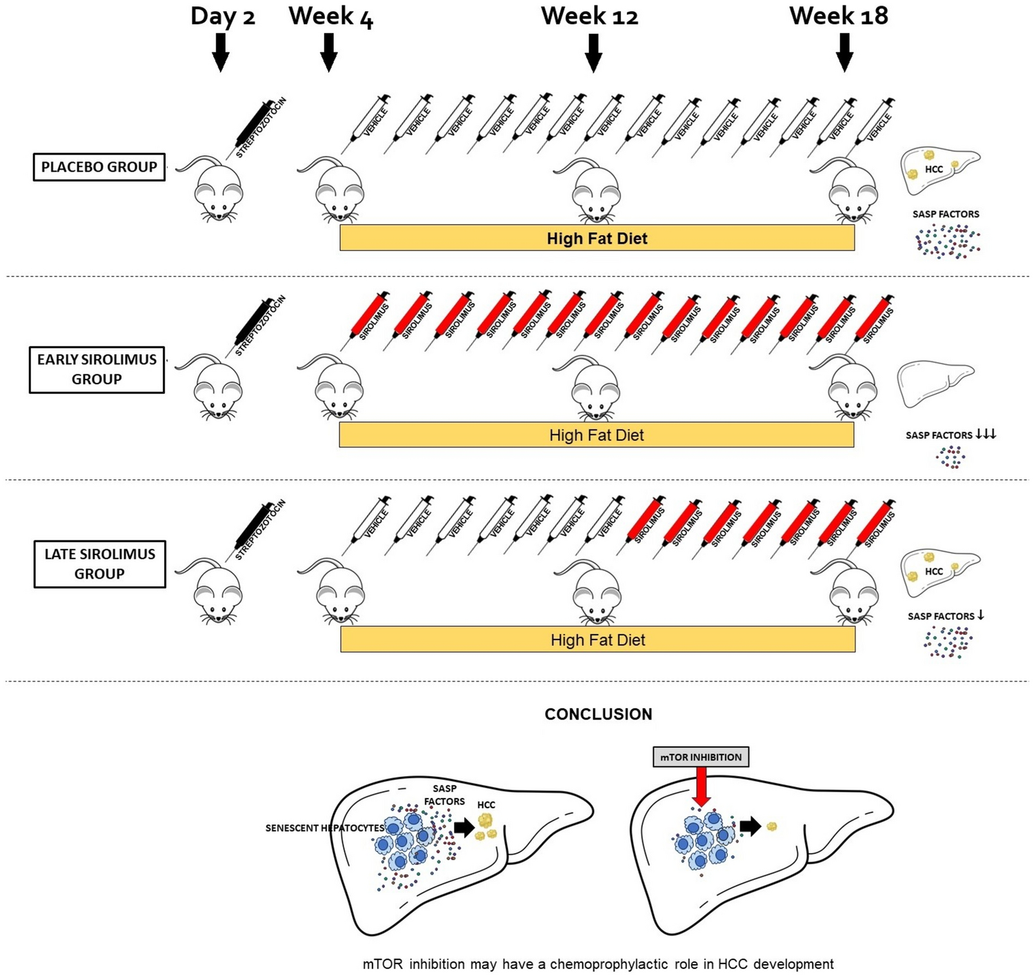 Role of hepatocellular senescence in the development of hepatocellular carcinoma and the potential for therapeutic manipulation