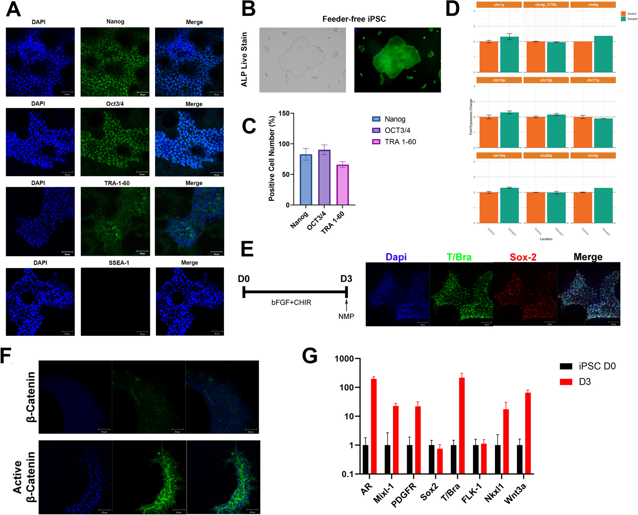 Derivation of functional neurons from induced pluripotent stem cells using a simple neuromesodermal progenitor generation and rapid spinal cord neuron differentiation process