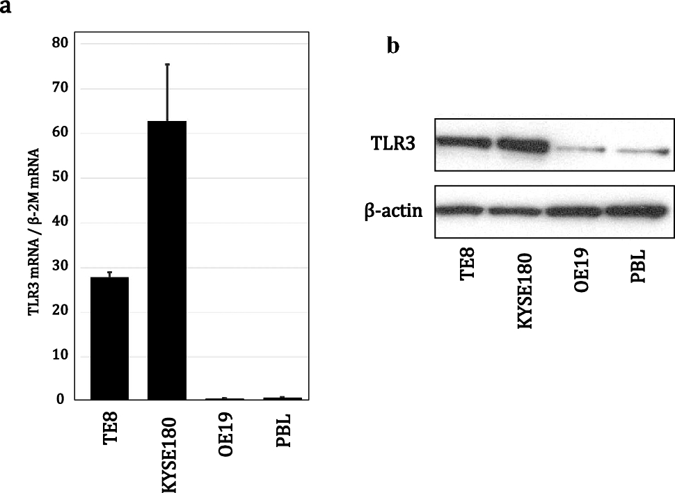 Poly(I:C) signaling induces robust CXCL10 production and apoptosis in human esophageal squamous cell carcinoma cells