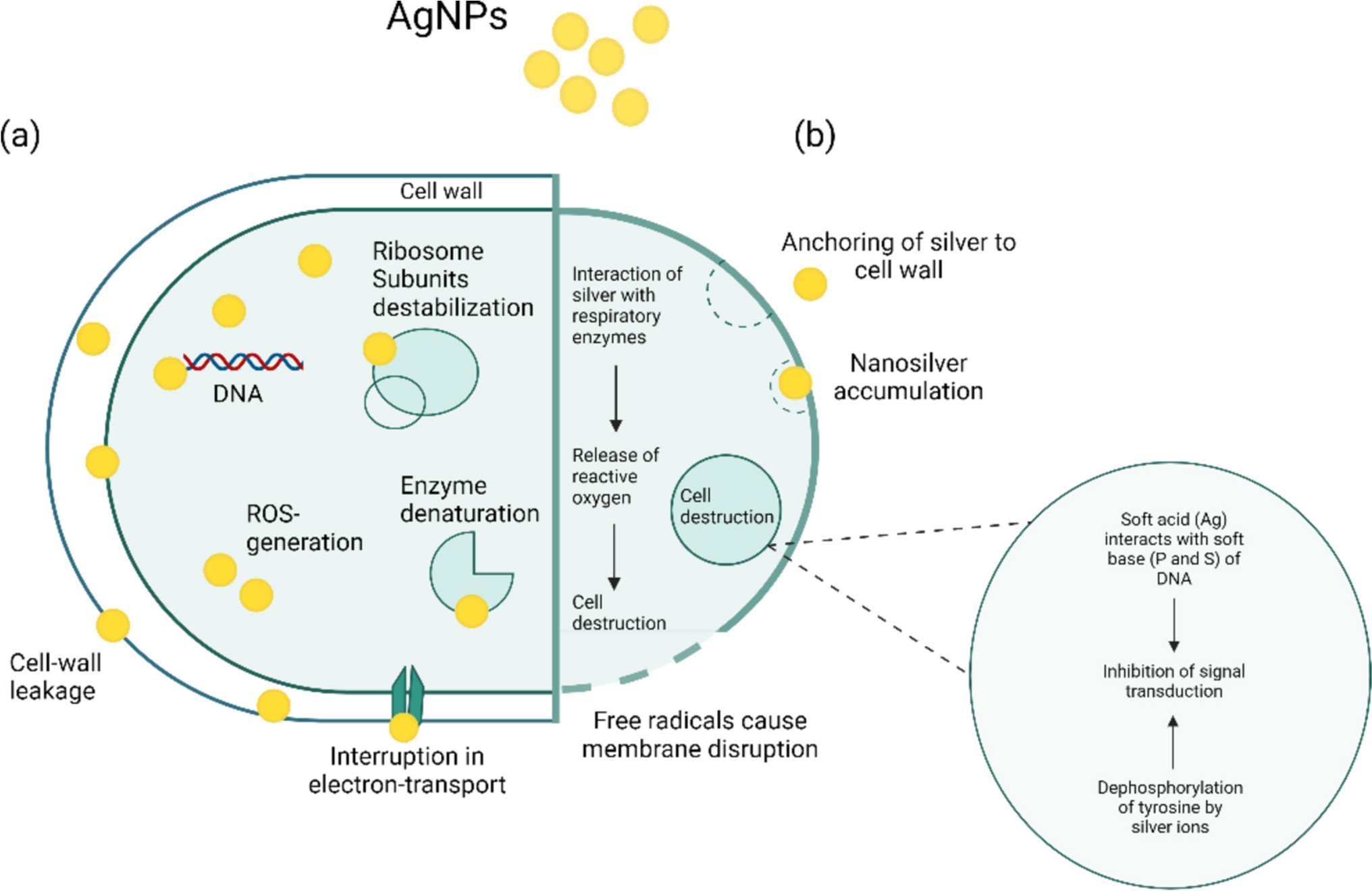 Advances in silver nanoparticles: unraveling biological activities, mechanisms of action, and toxicity