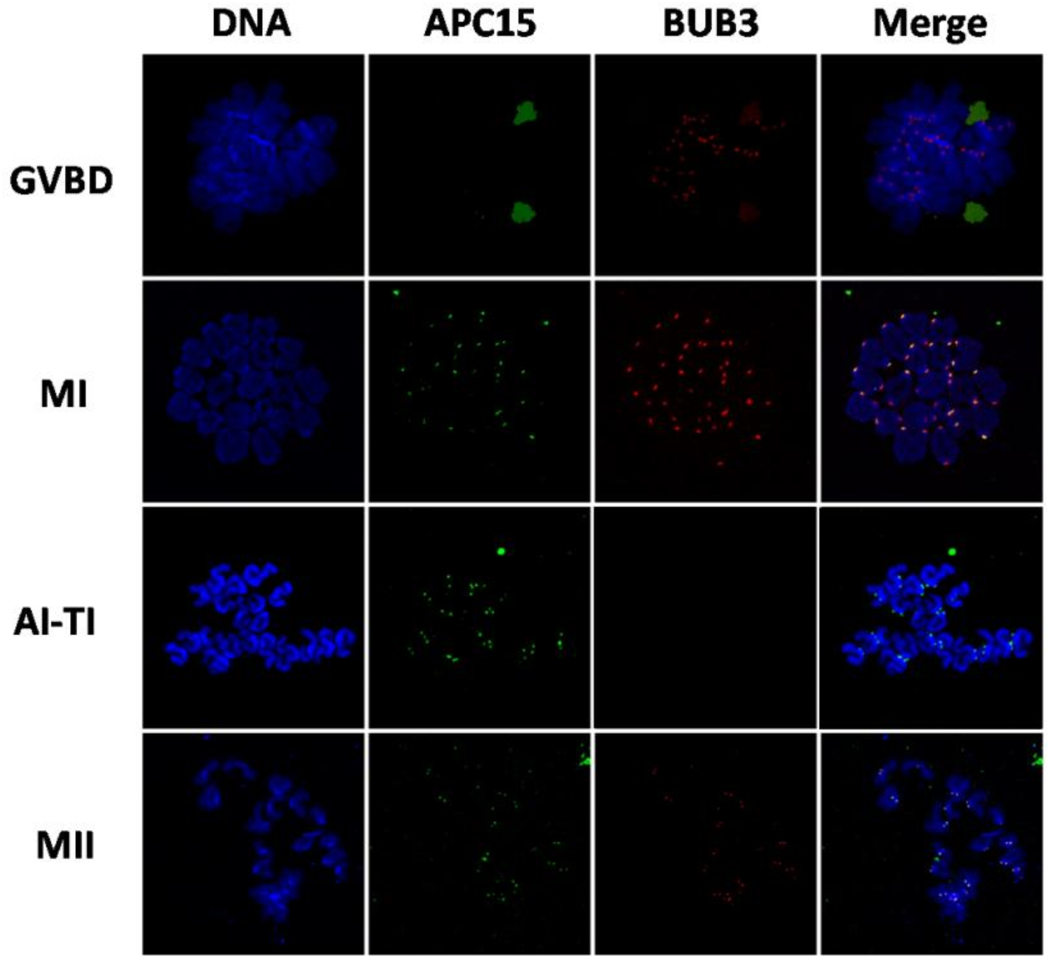 Localization and function of APC15 during mouse oocyte meiotic progression