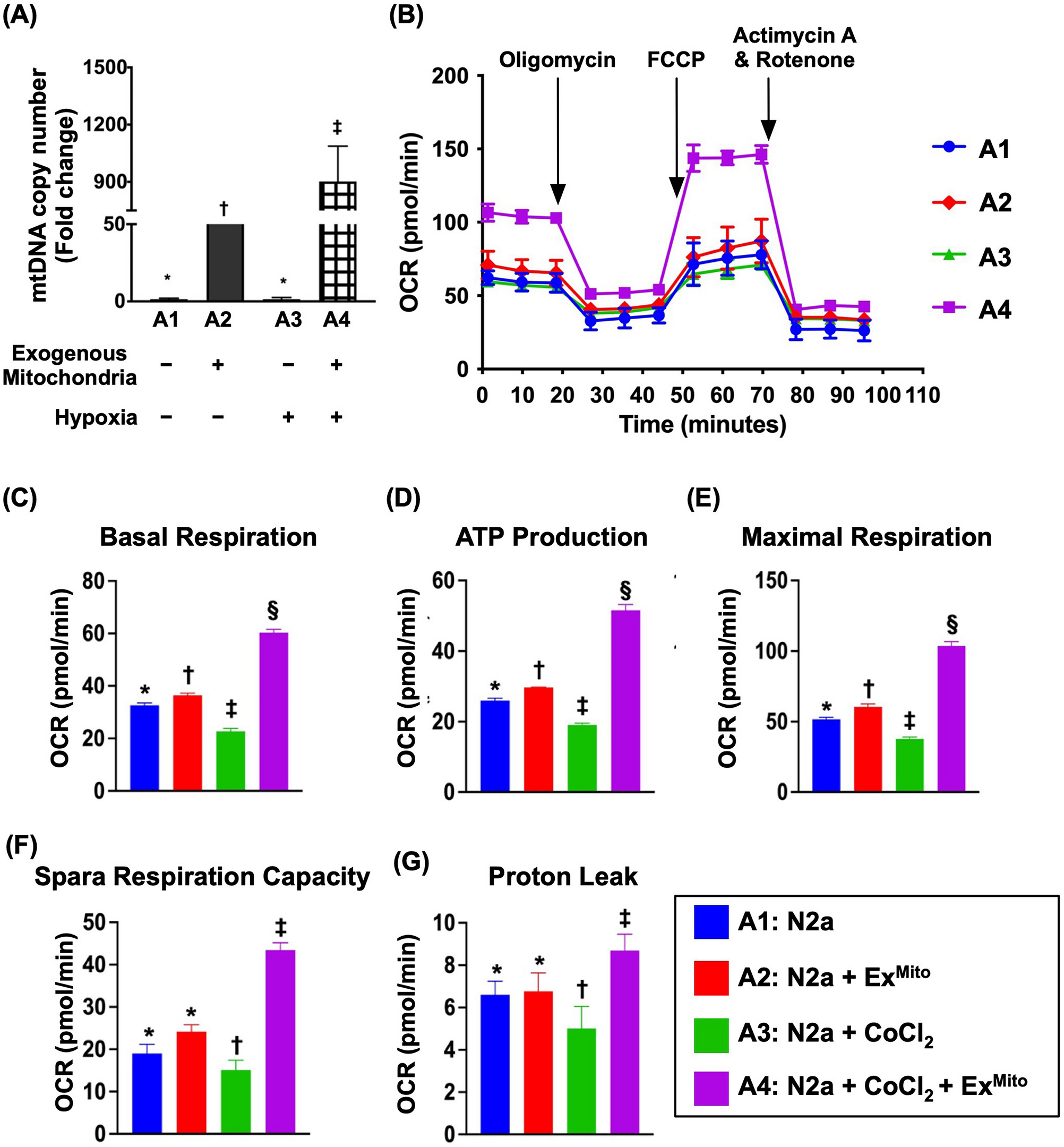 Exogenous mitochondria added on benefits for cellular prion protein overexpression in adipose-derived mesenchymal stem cells treatment on intracranial hemorrhage rat