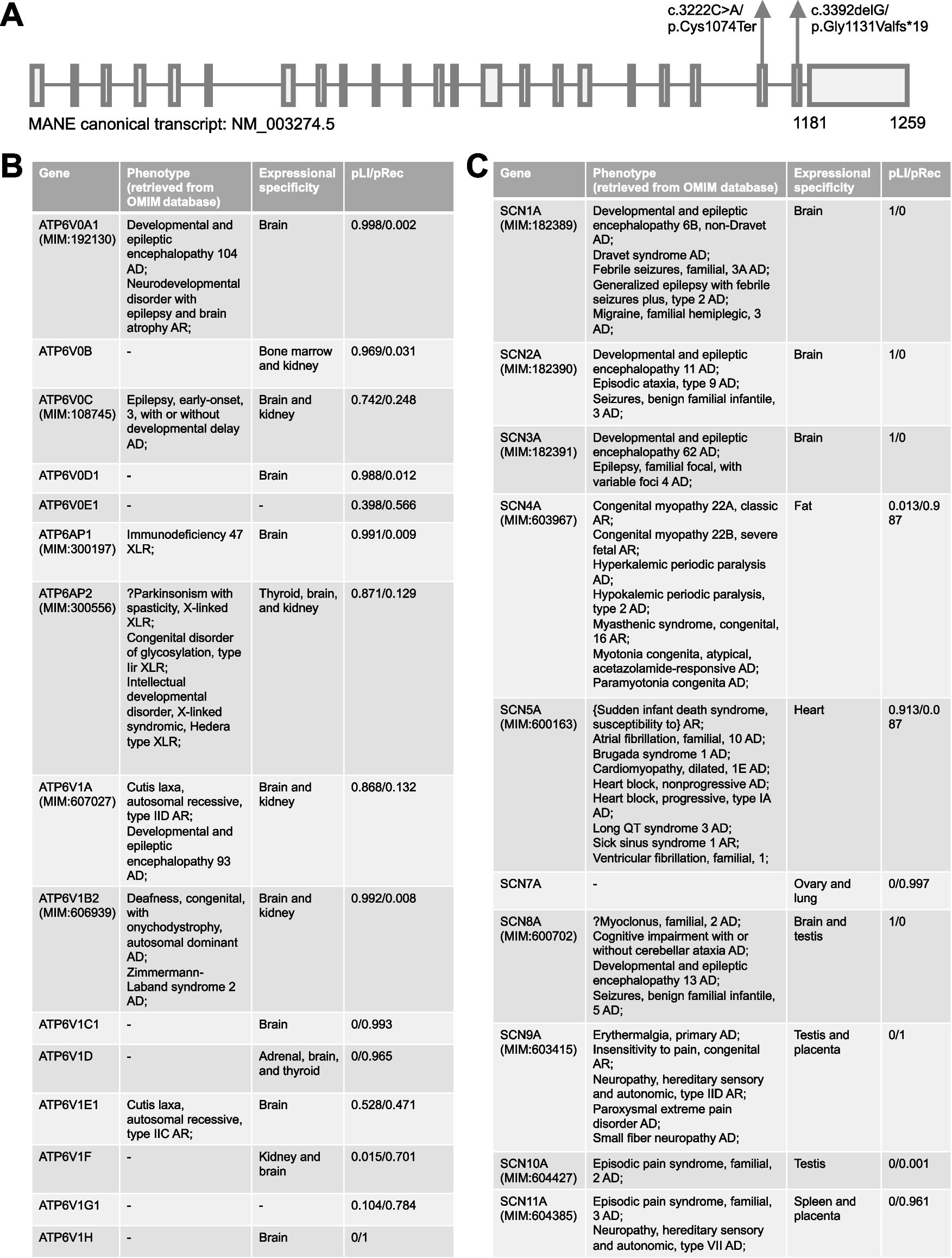 Genetic and expressional insights into the association of  variants with neurodevelopmental disorders
