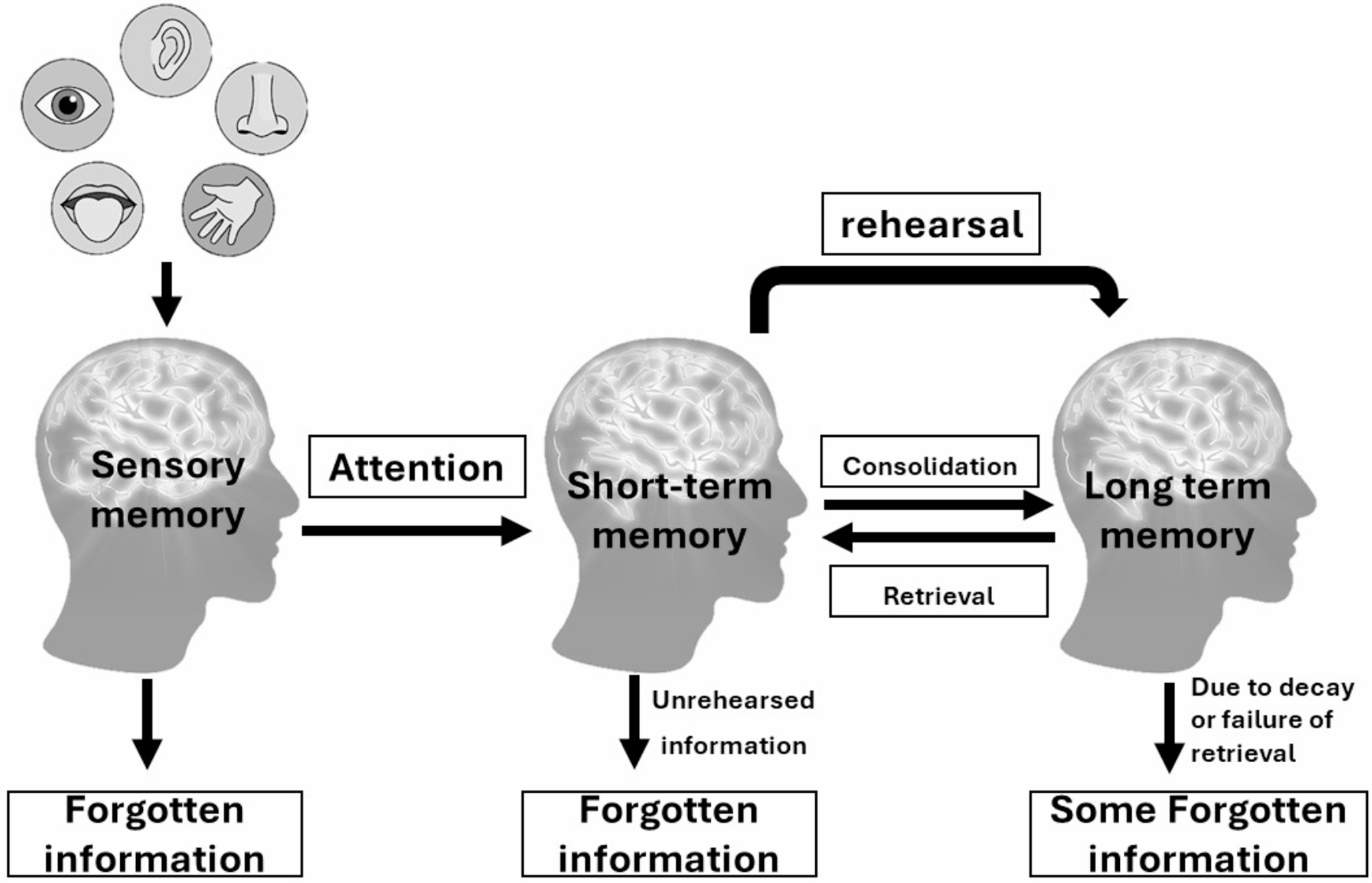 The molecular mechanism of nitric oxide in memory consolidation and its role in the pathogenesis of memory-related disorders