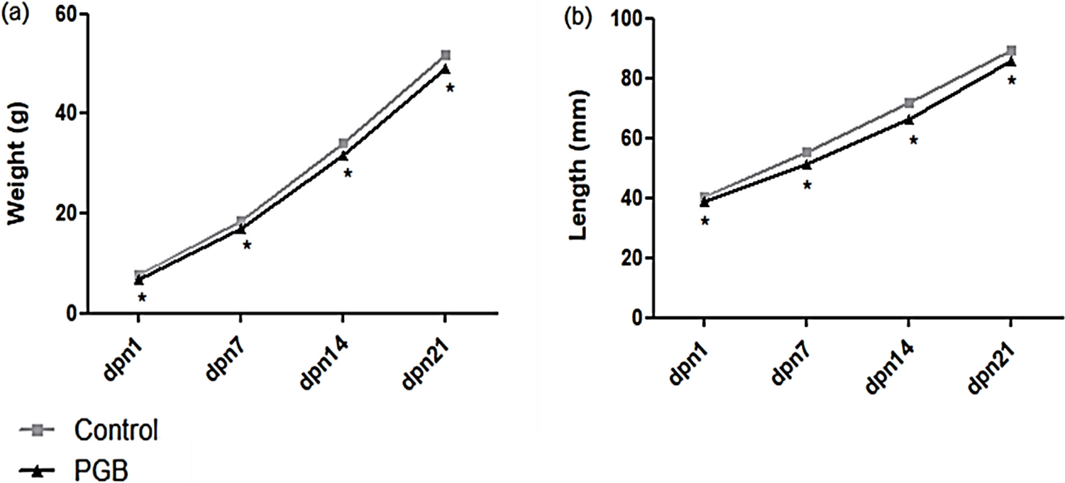 Evaluation of the effects of prenatal exposure to pregabalin and postnatal analysis of dental and mandibular bone tissue development in rat offspring