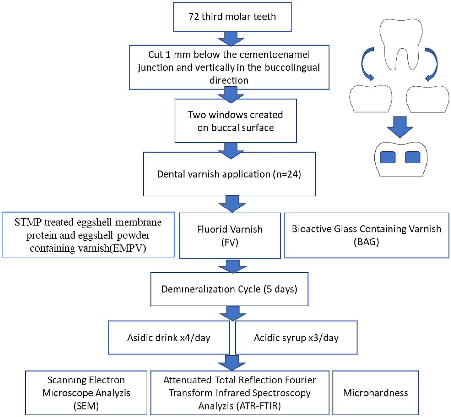 Comparison of the effectiveness of sodium-tri-metaphosphate-treated varnish containing eggshell and membrane powder and bioactıve glass varnish with fluoride varnish in preventing erosion: