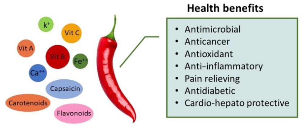 Capsicum in Clinical Biochemistry: Insights into its Role in Health and Disease