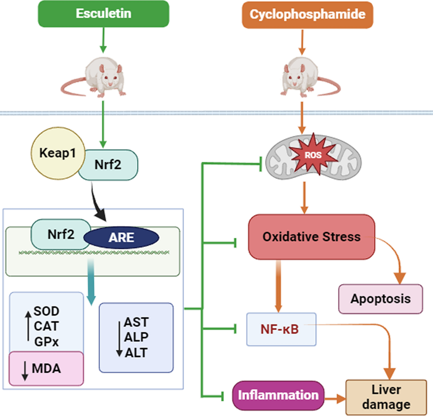 Exploring the Therapeutic Potential of Esculetin in Mitigating Cyclophosphamide-Induced Hepato-Toxicity