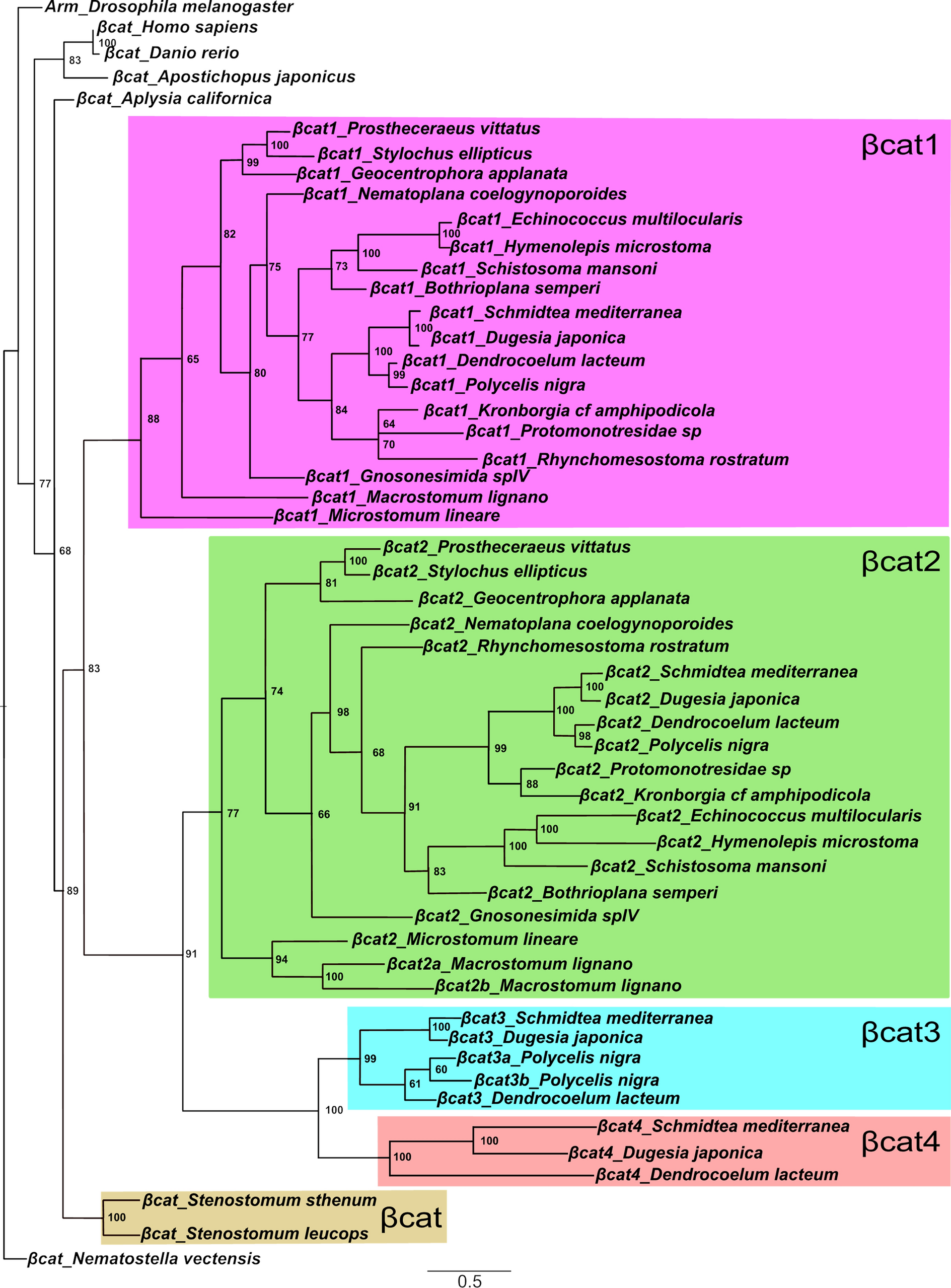 Silencing of  blocks tail regeneration, but does not induce head regeneration in the flatworm