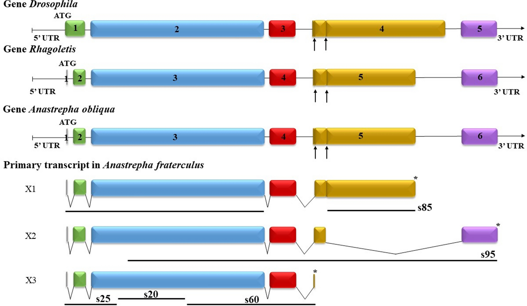 Molecular evolution and genetic diversity of  in  and  (Diptera, Tephritidae)