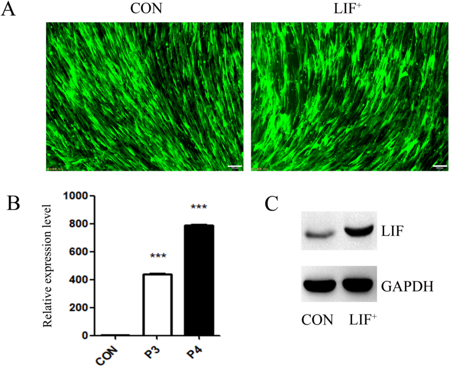 Leukemia inhibitory factor promotes growth and maintains stemness in giant panda MSCs
