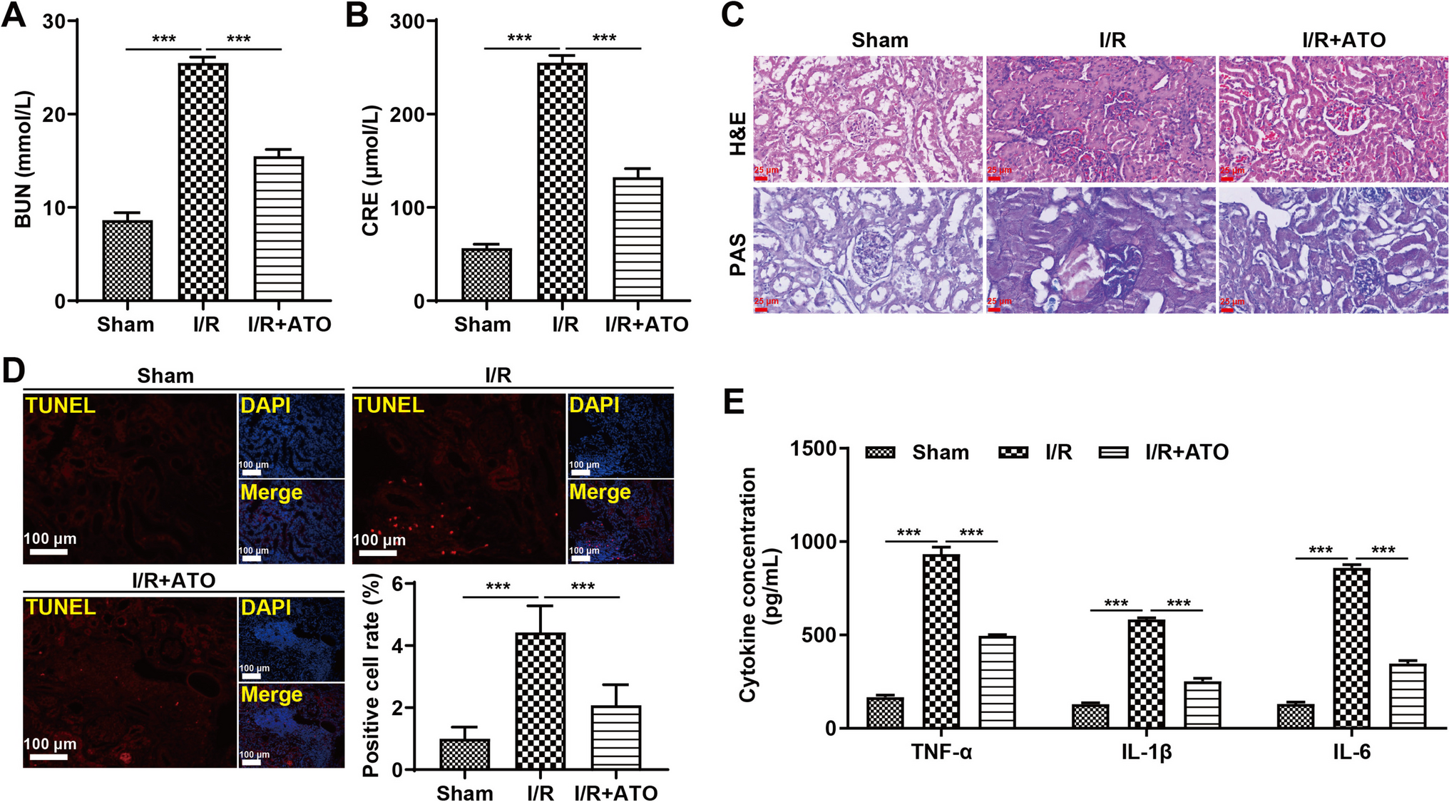 Atorvastatin inhibits ischemia‒reperfusion-associated renal tubular cell ferroptosis by blocking the PGE2/EP4 signaling pathway