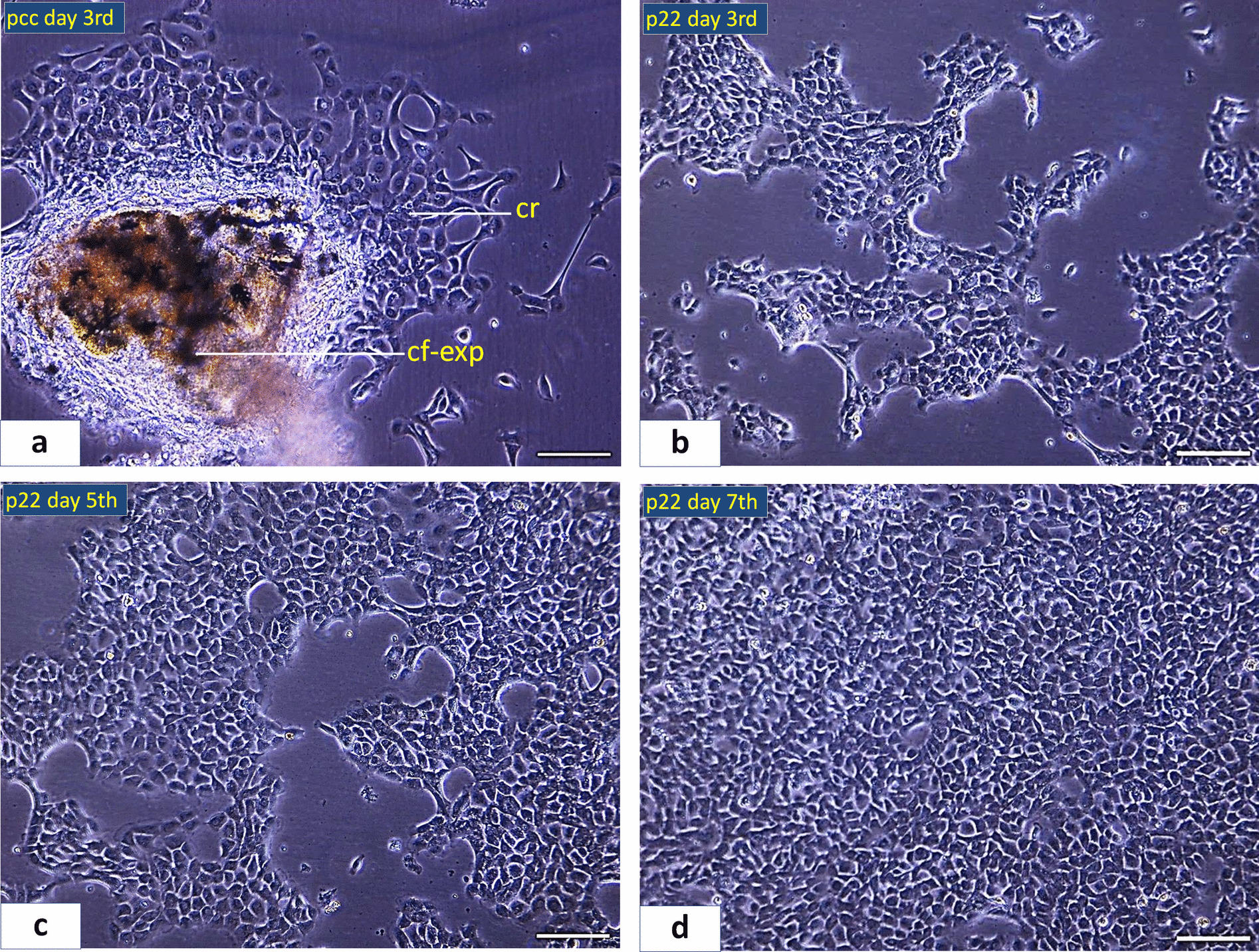 Development and characterization of a cell line from the caudal fin of  (Heckel, 1838) for in vitro toxicity testing