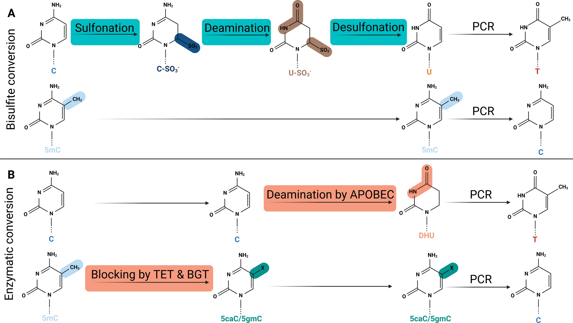 Comparative performance evaluation of bisulfite- and enzyme-based DNA conversion methods