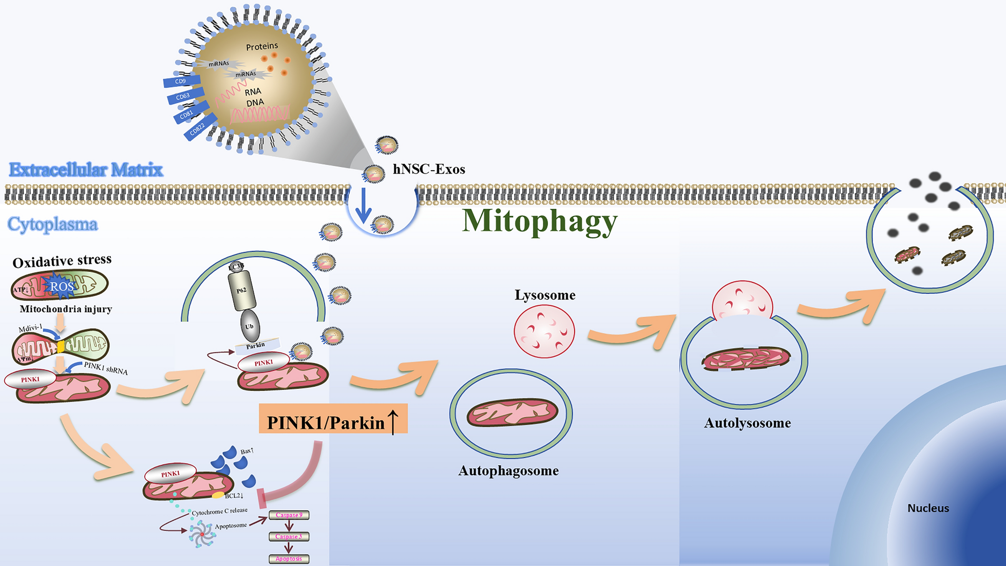 Human neural stem cell-derived exosomes activate PINK1/Parkin pathway to protect against oxidative stress-induced neuronal injury in ischemic stroke