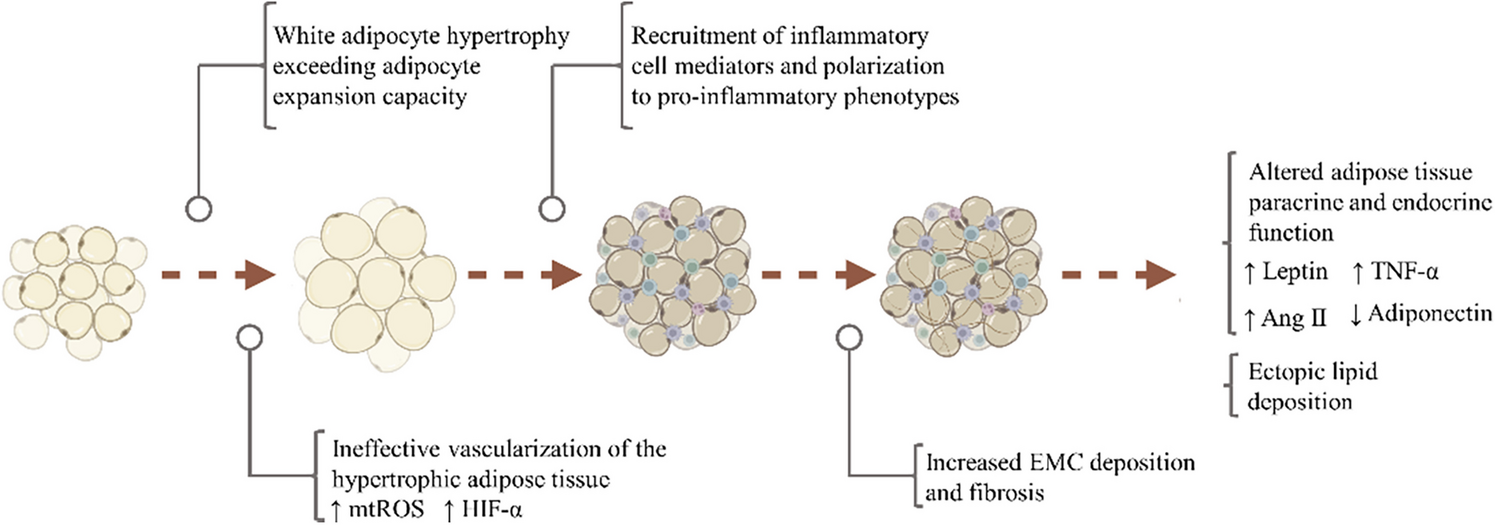 Skeletal muscle atrophy and dysfunction in obesity and type-2 diabetes mellitus: Myocellular mechanisms involved
