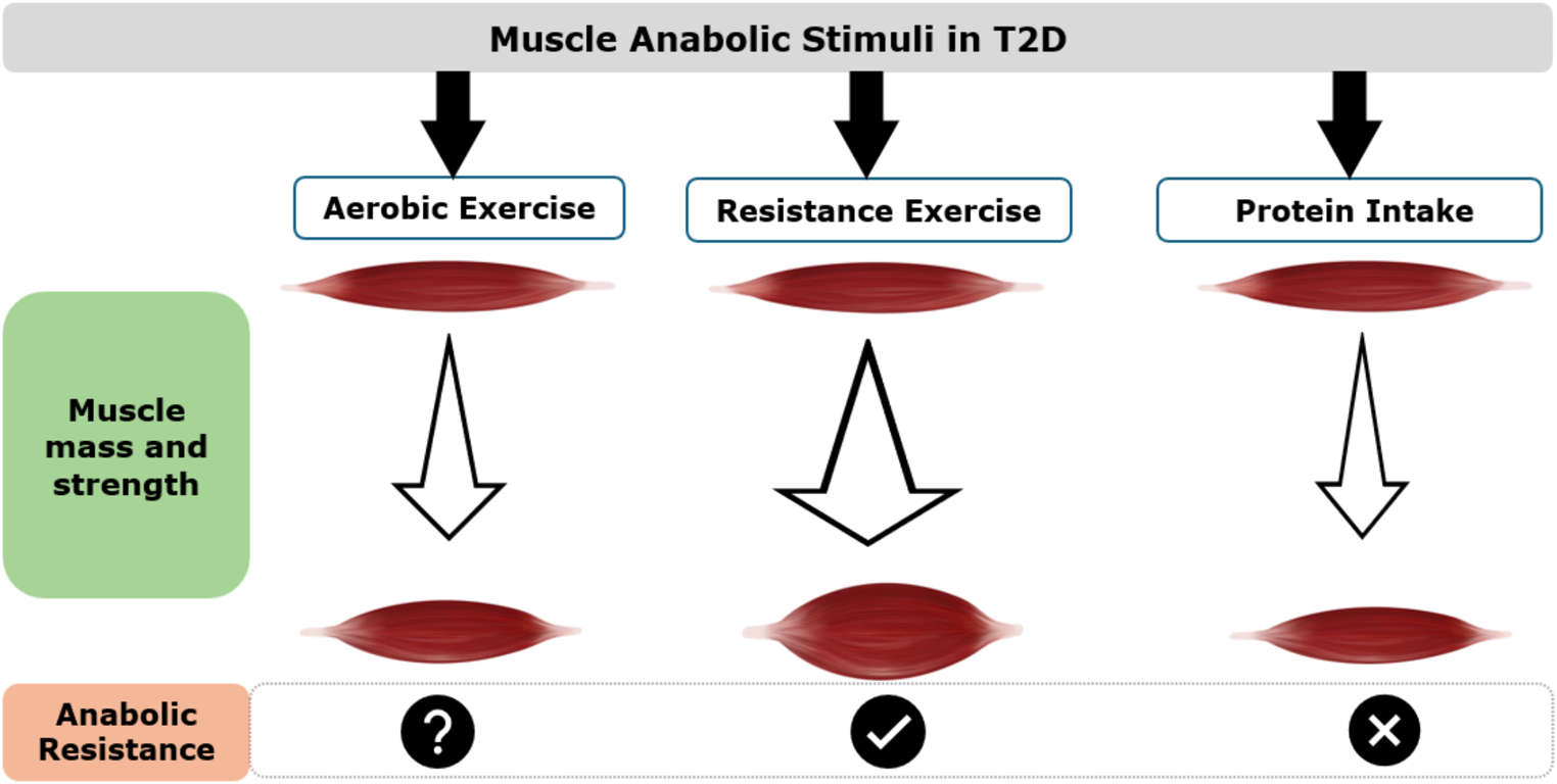 Are strategies to increase muscle mass and strength as effective in people with type 2 diabetes?