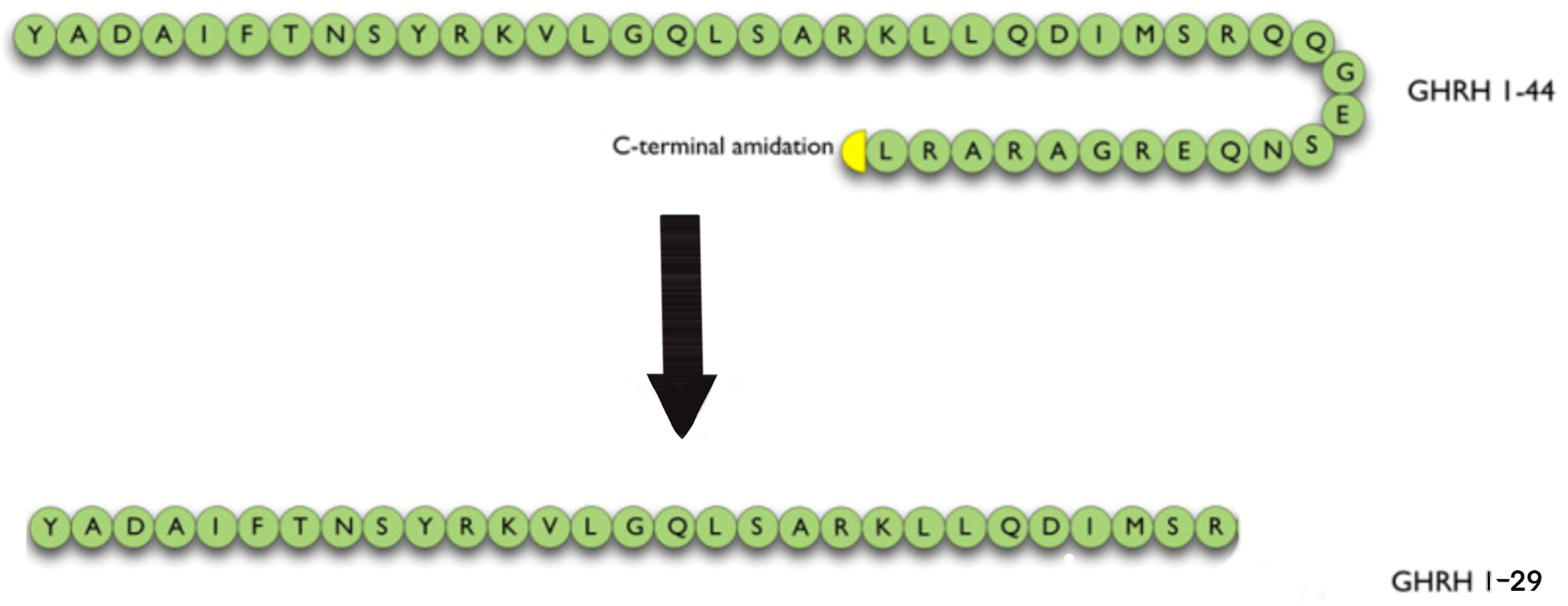 Growth hormone-releasing hormone receptor (GHRH-R) and its signaling