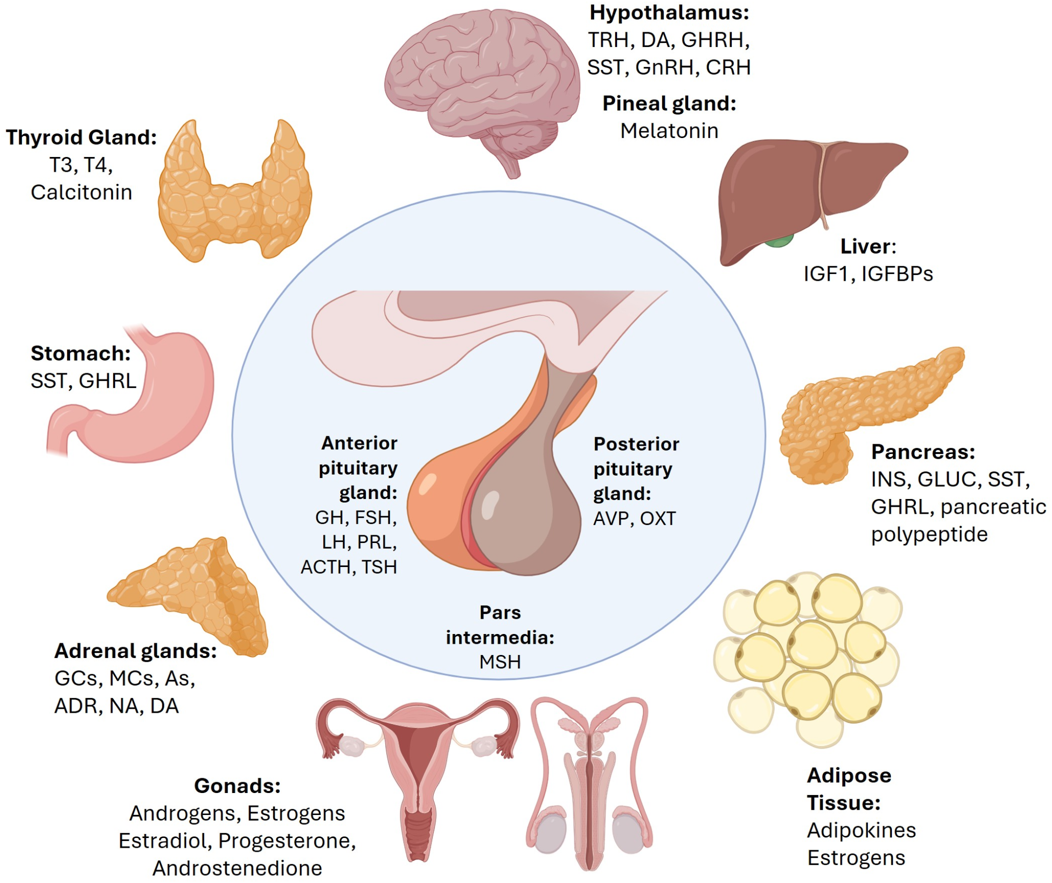 From pituitary cells to prostate gland in health and disease: direct and indirect endocrine connections