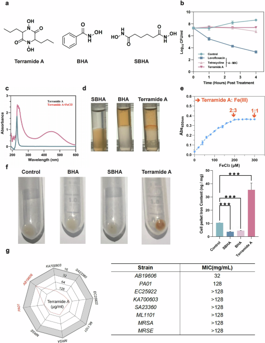 Terramide A: a novel ironophore targeting Acinetobacter baumannii with mechanistic insights into bacterial iron deprivation