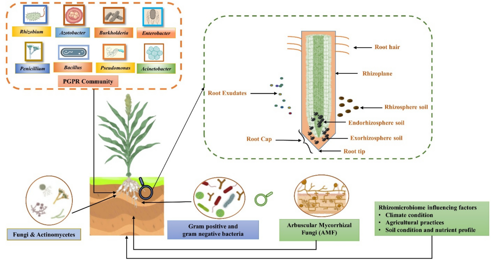 Rhizobacteria and Arbuscular Mycorrhizal Fungi (AMF) Community in Growth Management and Mitigating Stress in Millets: A Plant-Soil Microbe Symbiotic Relationship