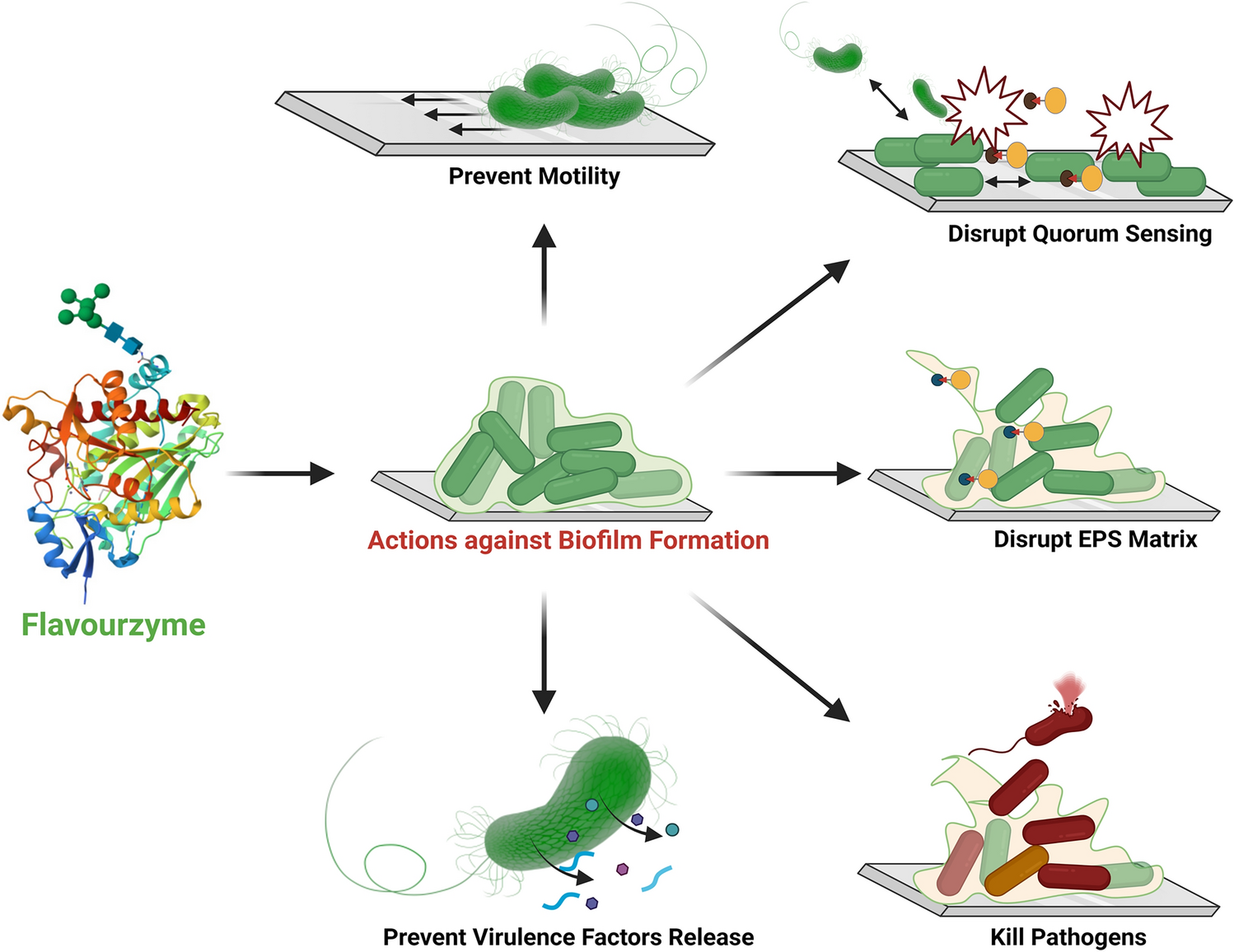 Flavourzyme Suppresses  Biofilms by Targeting Motility, Quorum Sensing, and Virulence Genes