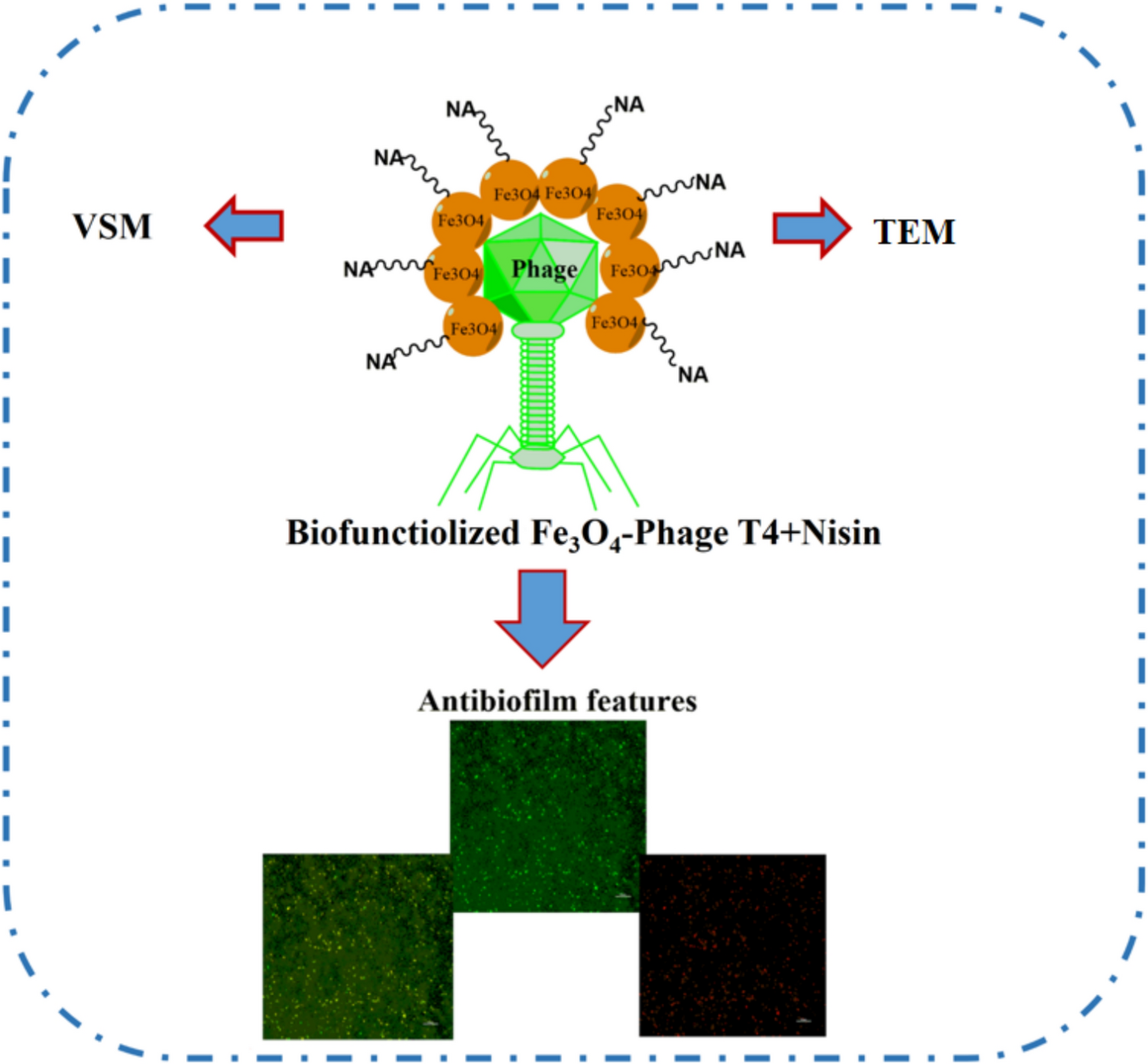 Integrating Modified FeO Nanoparticles and Nisin with T4 Bacteriophage for Enhanced Biofilm Eradication