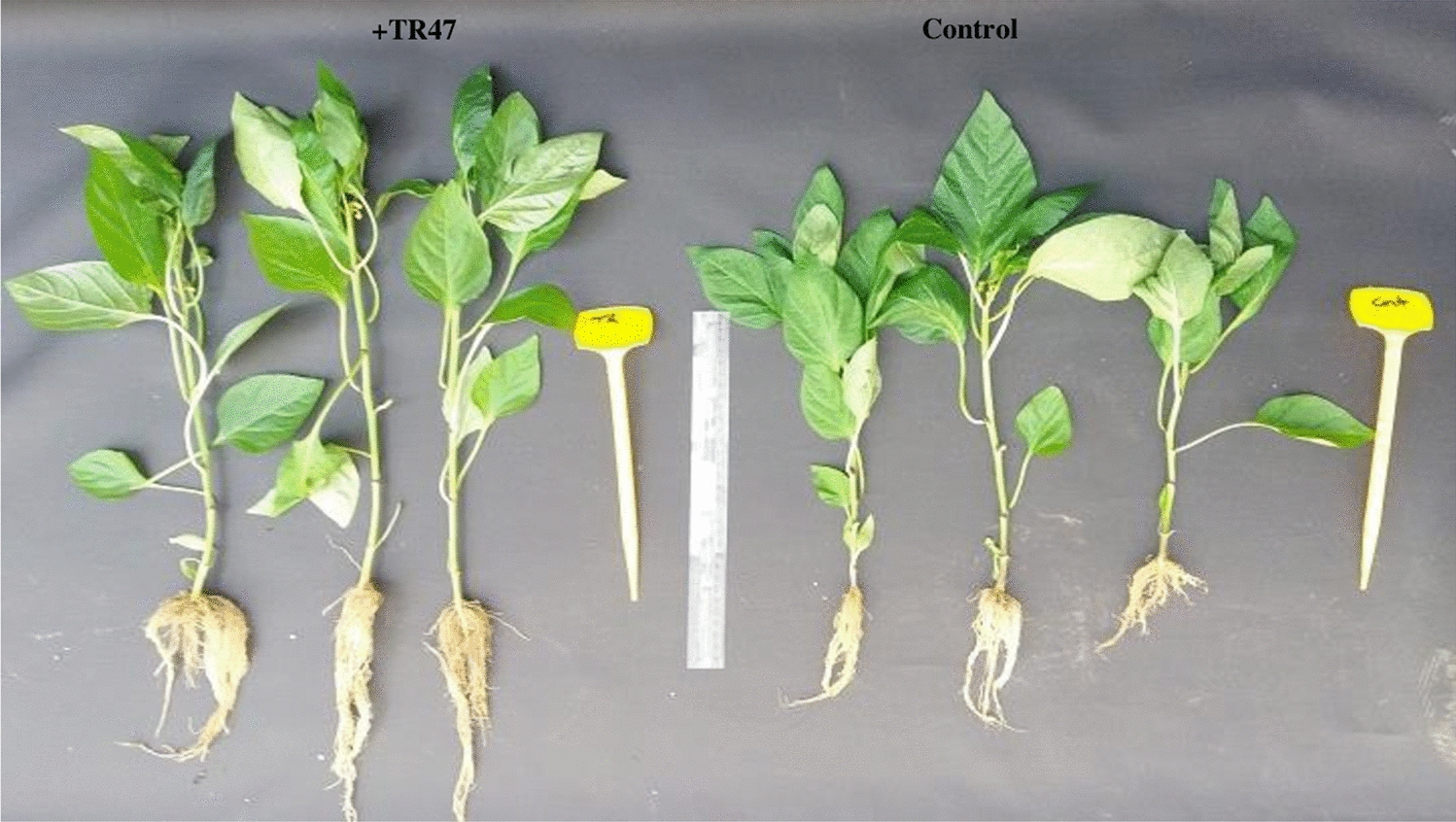 Plant Growth-Promoting  sp. TR47 Ameliorates Pepper ( L. var.  Mill) Growth and Tolerance to Salt Stress