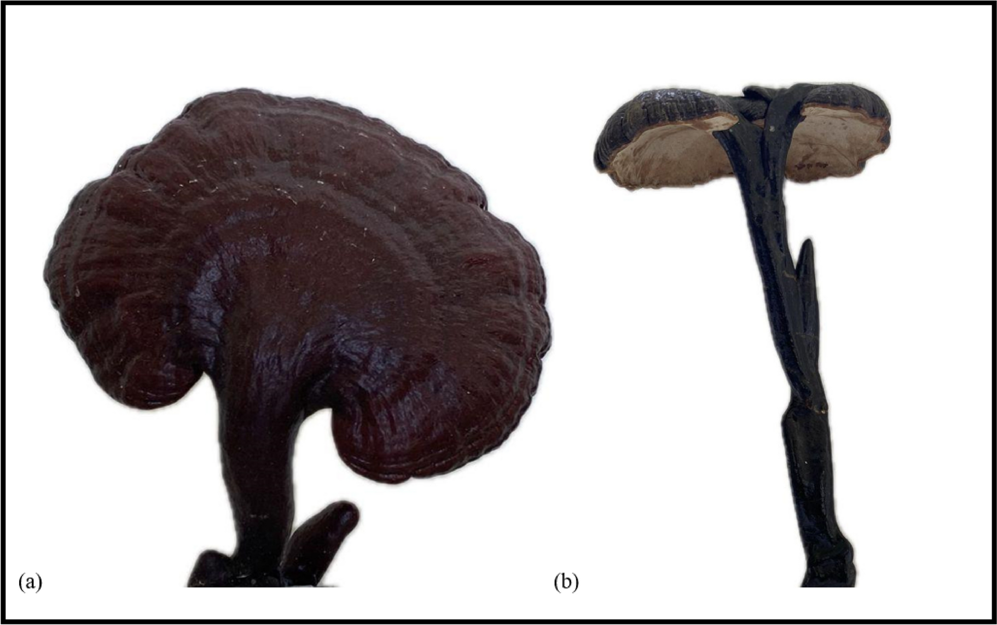 Elucidation of Foraging Strategies of  and  on Different Nutrients Composition Using Fractal Morphology