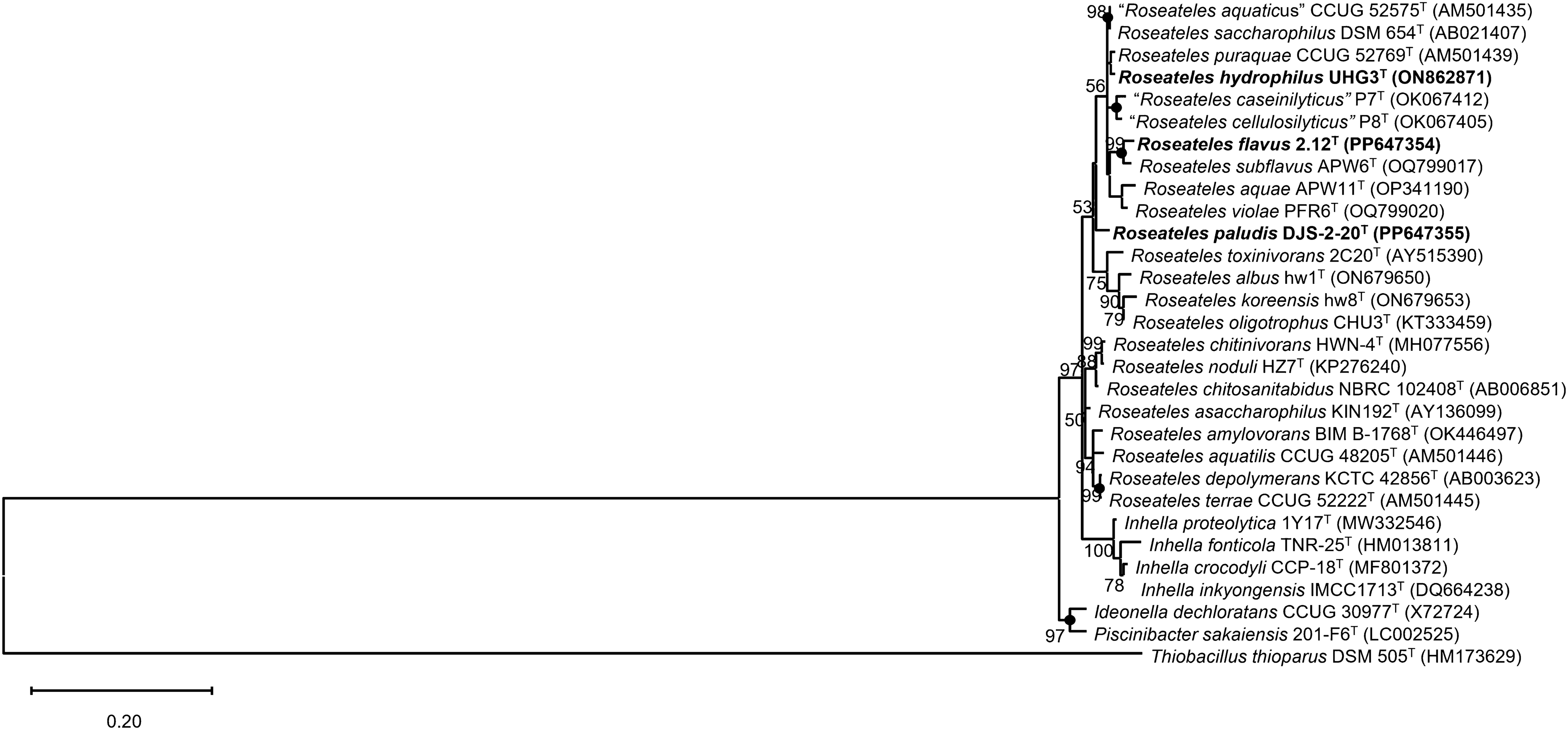 Three Novel Bacterial Species,  sp. nov.,  sp. nov., and sp. nov., Isolated from Various Water-Related Environments