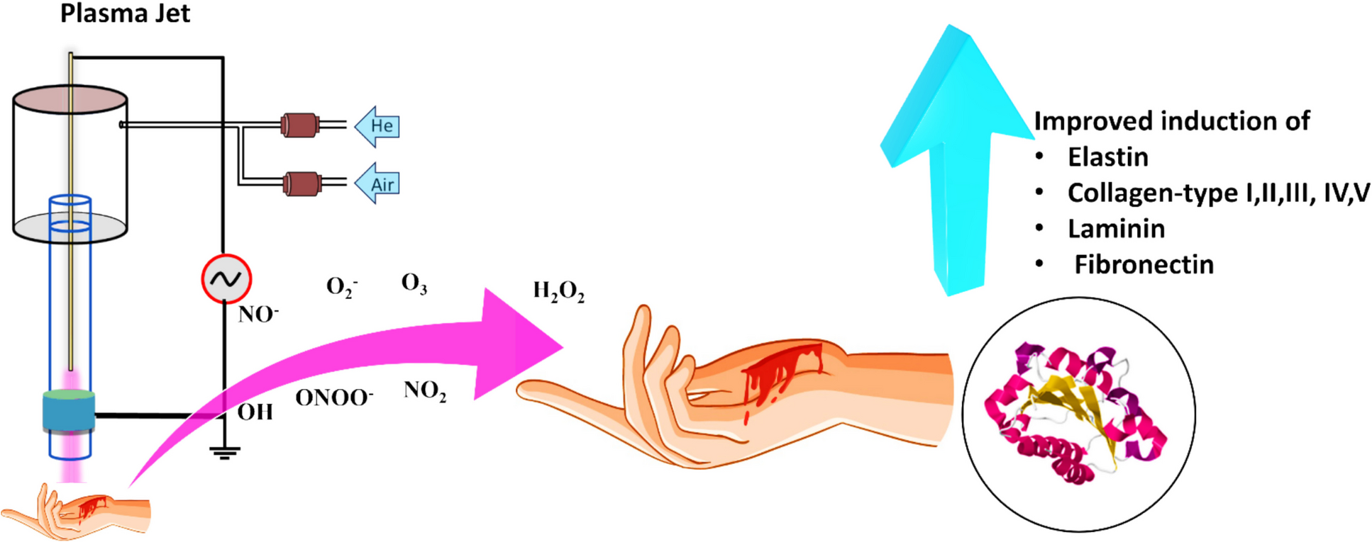 Cold Atmospheric Plasma as a Promising Medical Device for Wound Healing: Implications from Protein Perspective