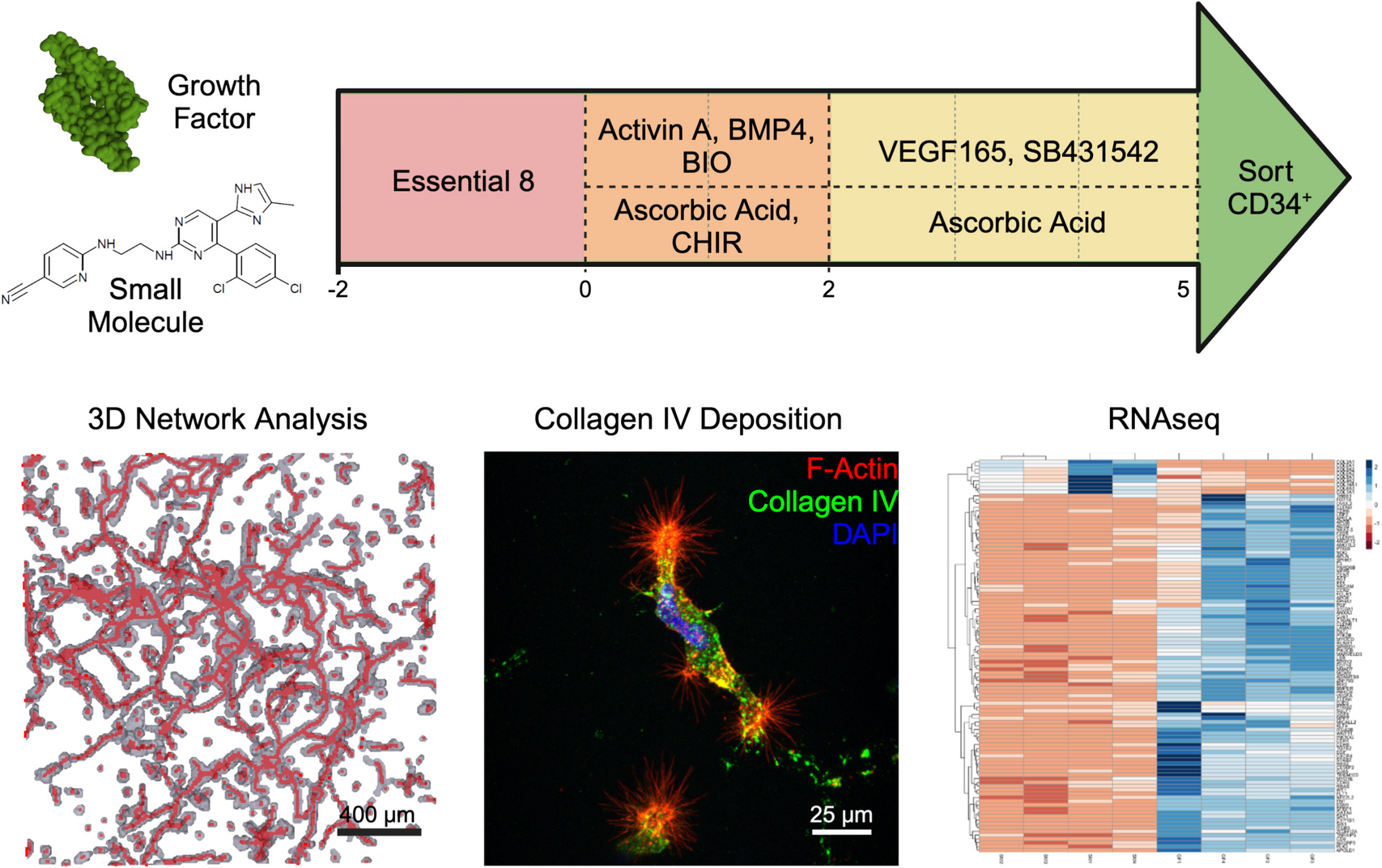 Differentiation Protocol-Dependent Variability in hiPSC-Derived Endothelial Progenitor Functionality