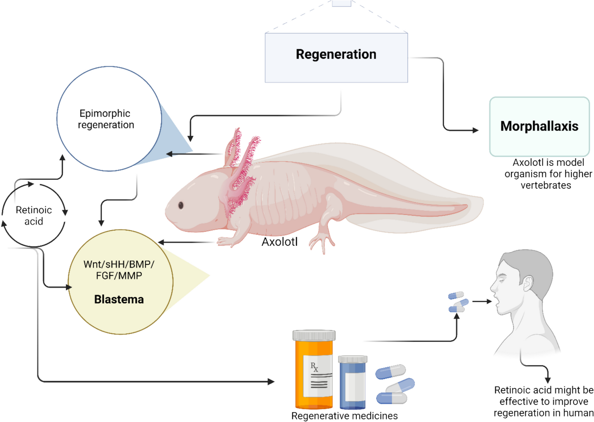Unlocking the Potential of Retinoic Acid: A Comprehensive Review of Its Regulatory Role in Epimorphic Regeneration in Axolotl Limbs for Regenerative Medicine