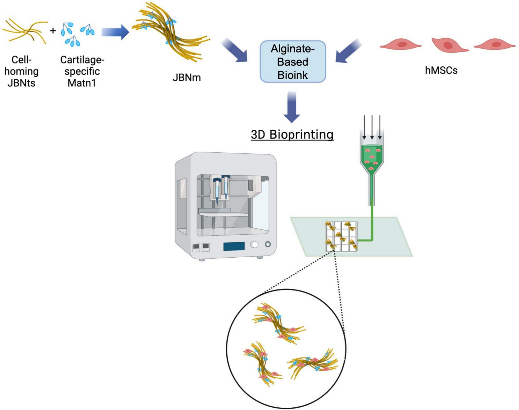Bioprintable Janus Base Nano-Matrix for Improved Cartilage Tissue Engineering