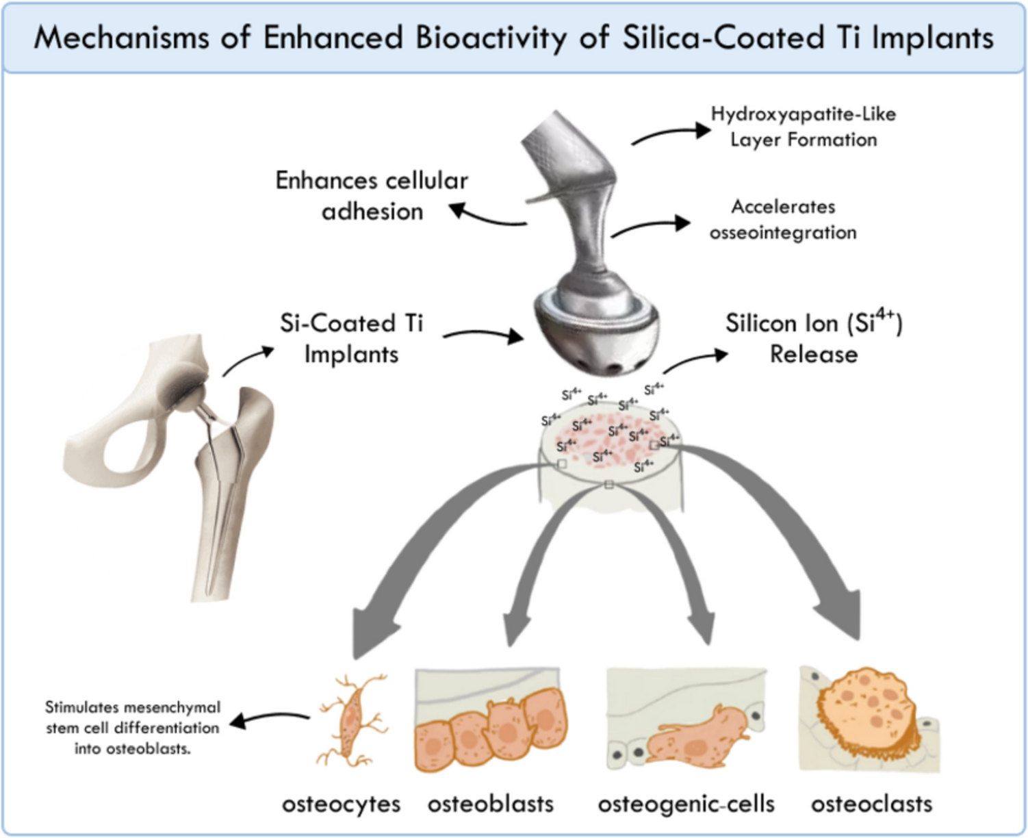 In Vivo Assessment of Silica-coated Titanium Implants for Improved Osseointegration: a Systematic Review