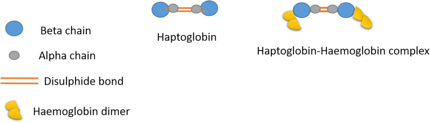 Haptoglobin Polymorphisms: Translational Insights and Regenerative Potential in Disease Management