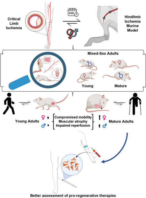 Age and Sex Influence in a Murine Hindlimb Ischemia Model: Implications for Cell-Based Therapies Targeting Critical Limb Ischemia