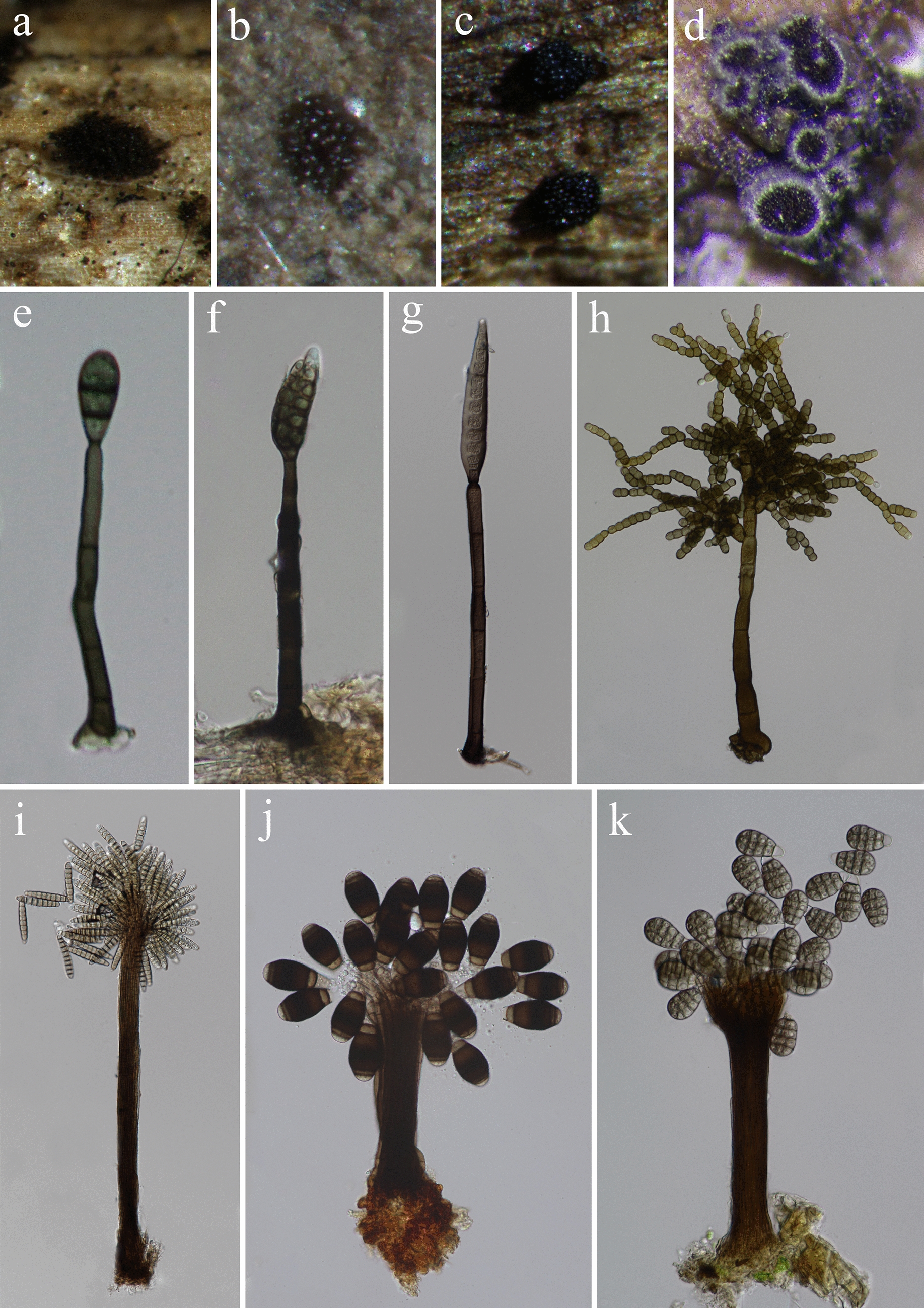 Notes, outline, taxonomy and phylogeny of brown-spored hyphomycetes