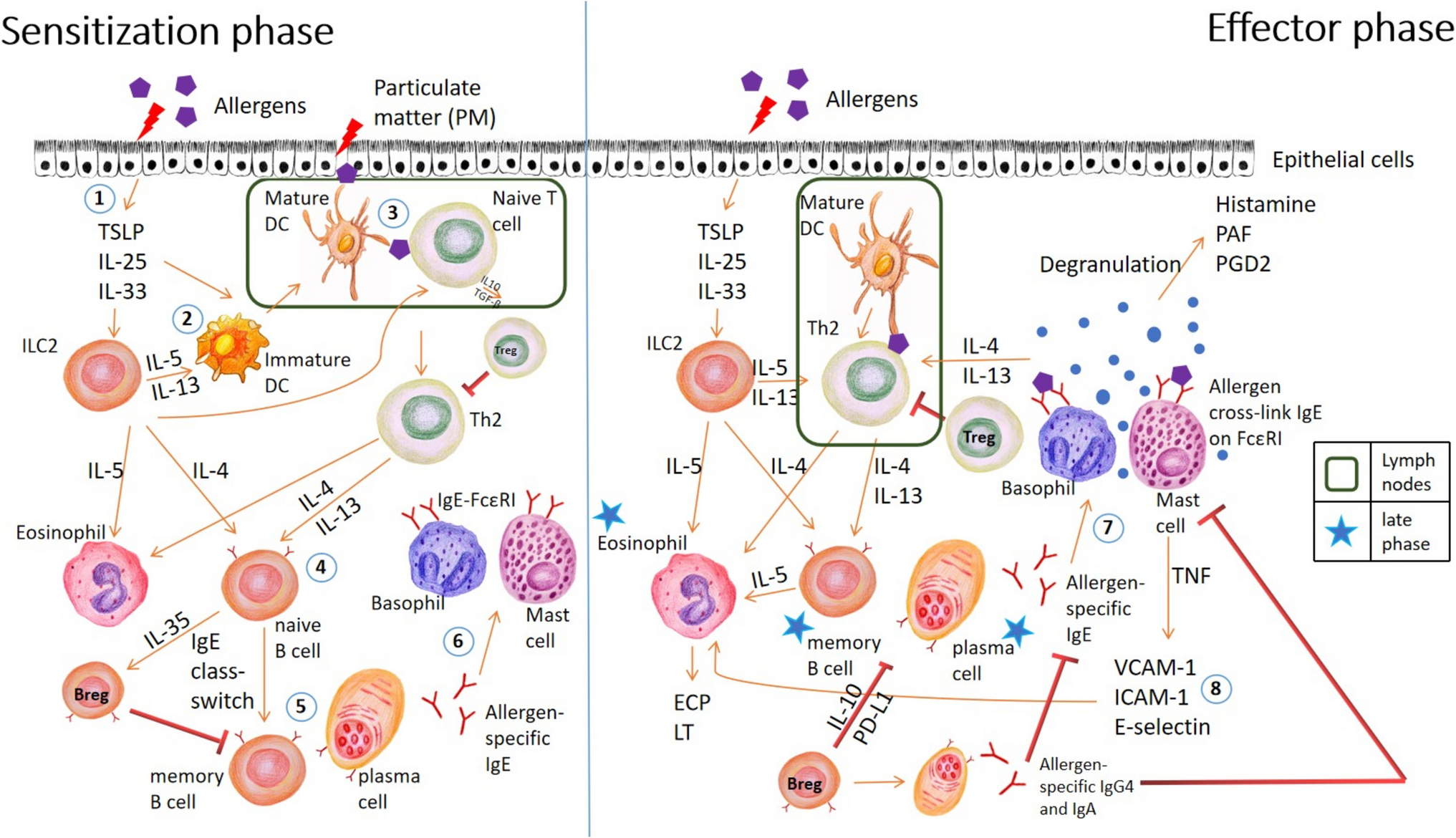 Inhalant Mediated Allergy: Immunobiology, Clinical Manifestations and Diagnosis