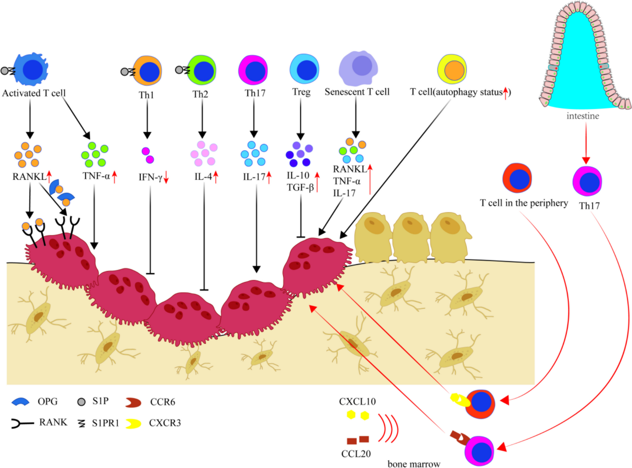 Osteoimmunology: Crosstalk Between T Cells and Osteoclasts in Osteoporosis
