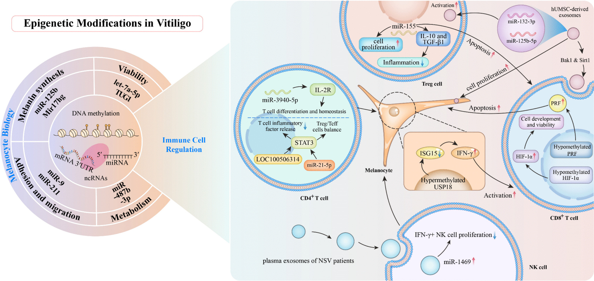 Epigenetic Modifications in Vitiligo