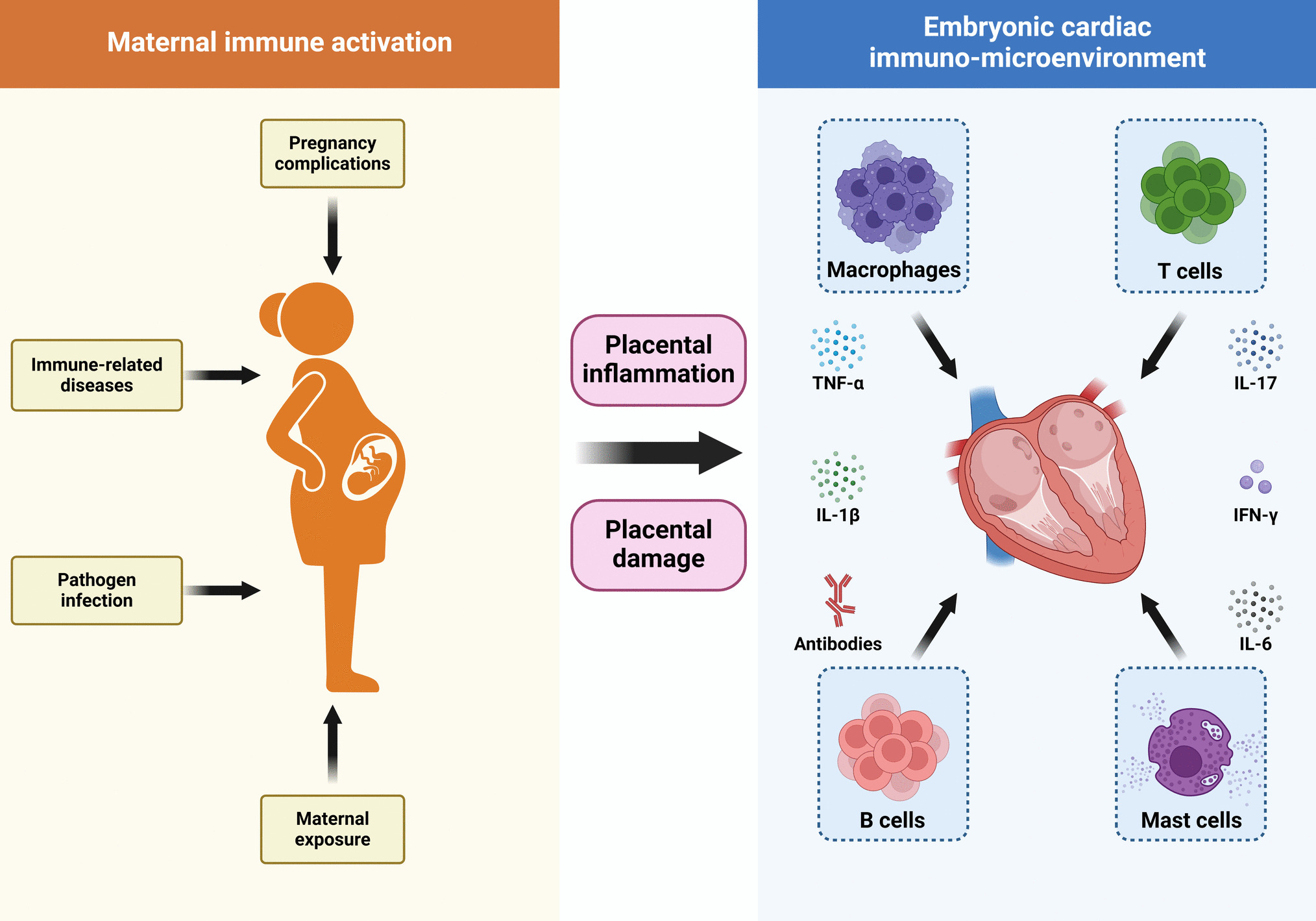 Maternal Immune Activation: Implications for Congenital Heart Defects