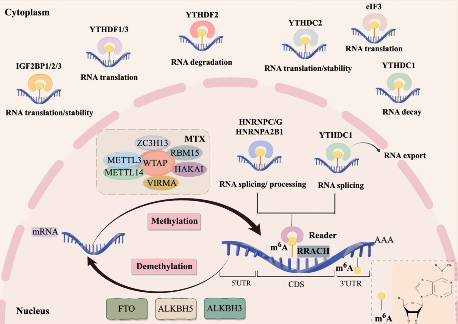 The Role of MA Modification in Autoimmunity: Emerging Mechanisms and Therapeutic Implications