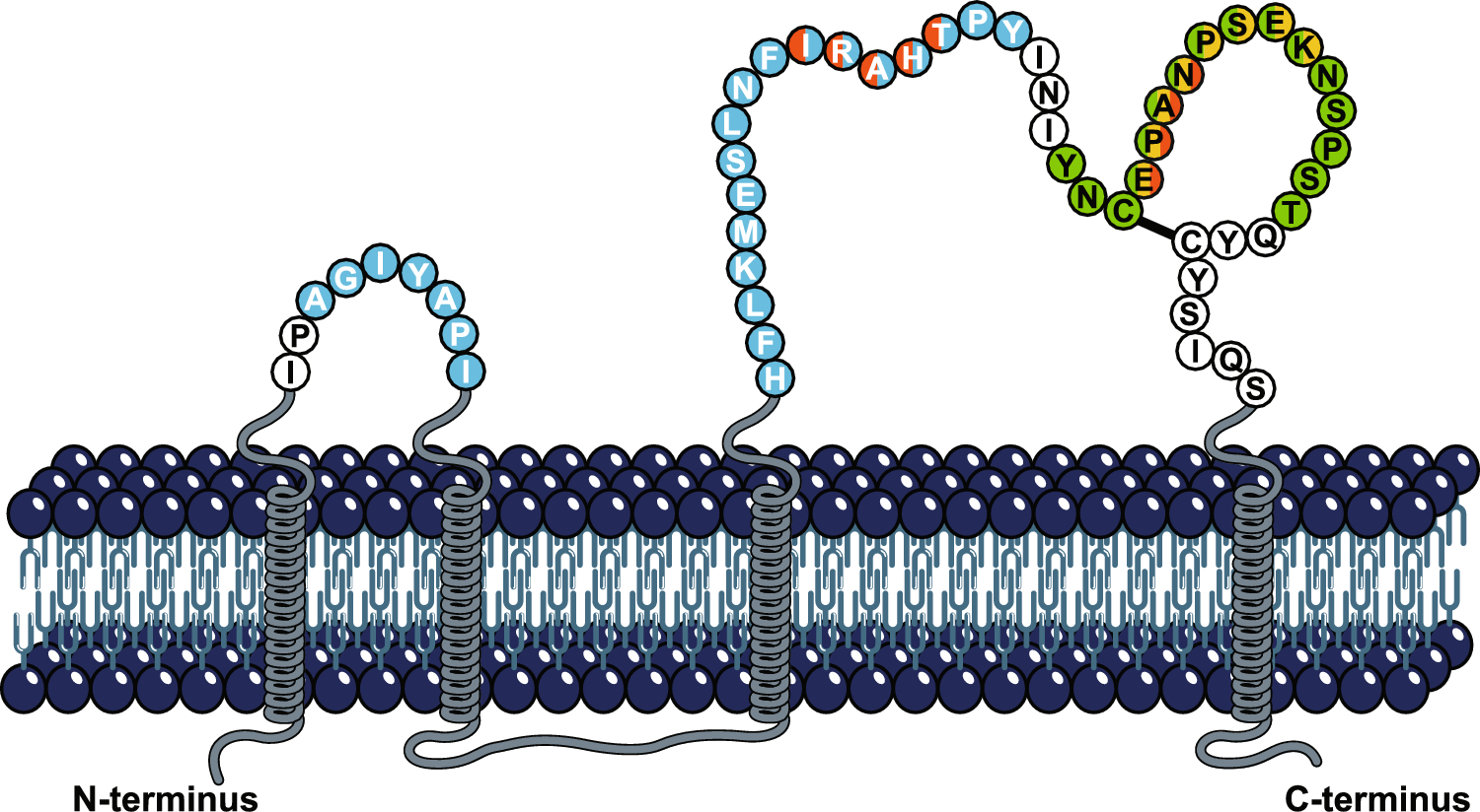 The Evolution of Anti-CD20 Treatment for Multiple Sclerosis: Optimization of Antibody Characteristics and Function
