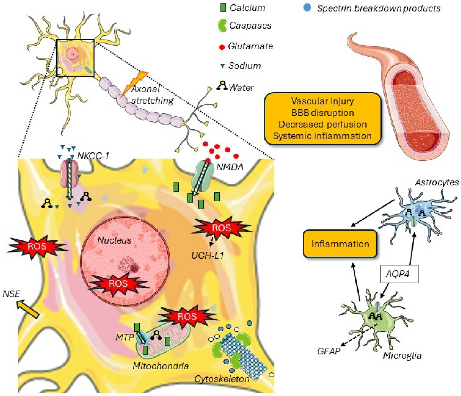 Update on Neuroprotection after Traumatic Brain Injury