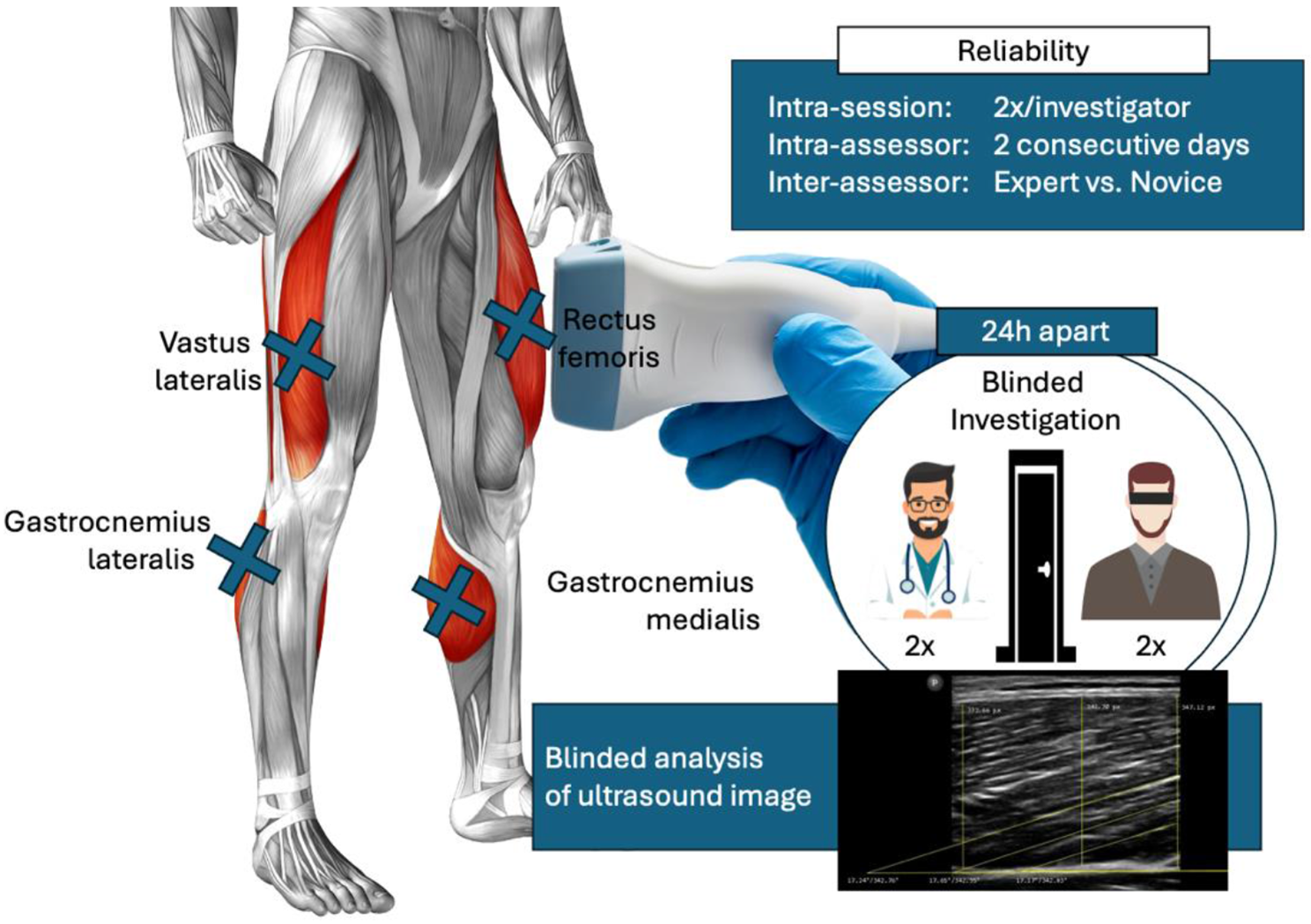 Examiner experience moderates reliability of human lower extremity muscle ultrasound measurement – a double blinded measurement error study